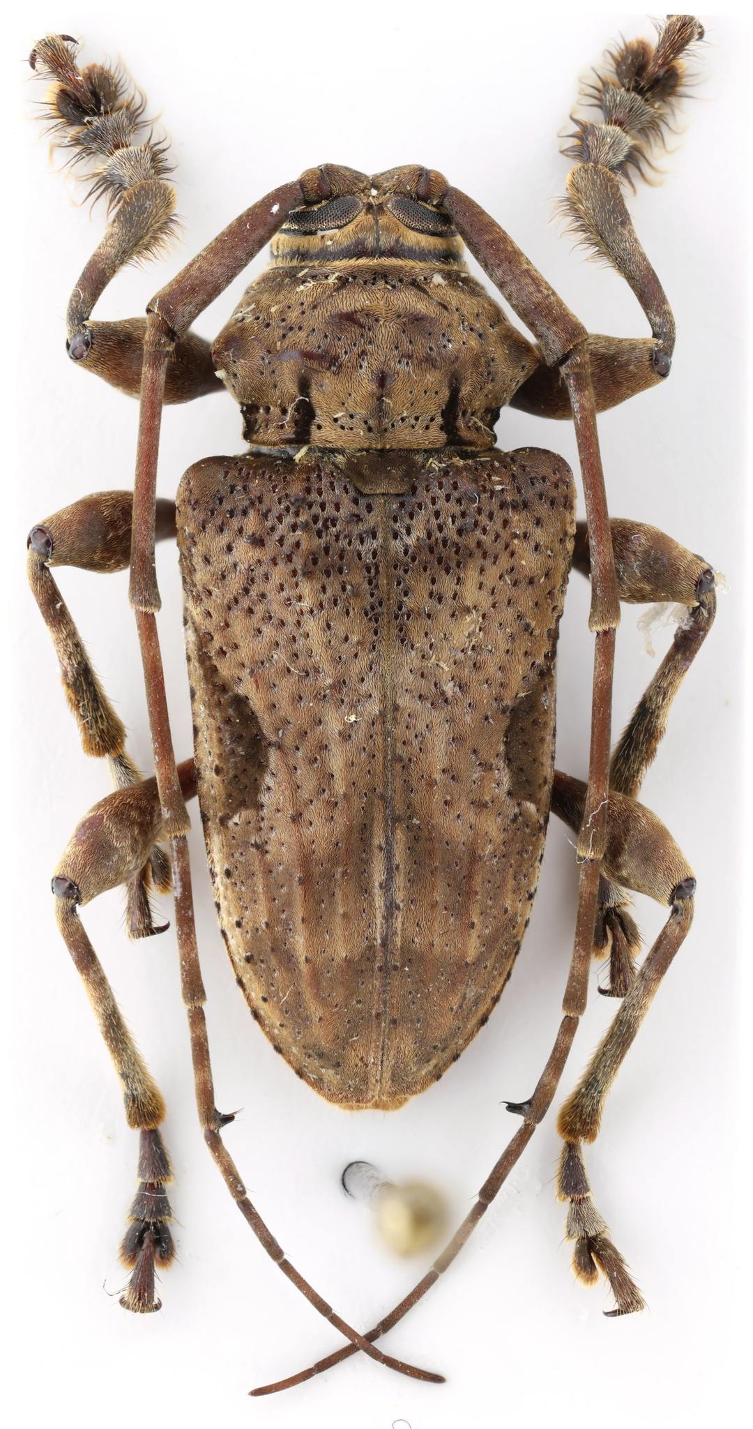 Lagocheirus araneiformis