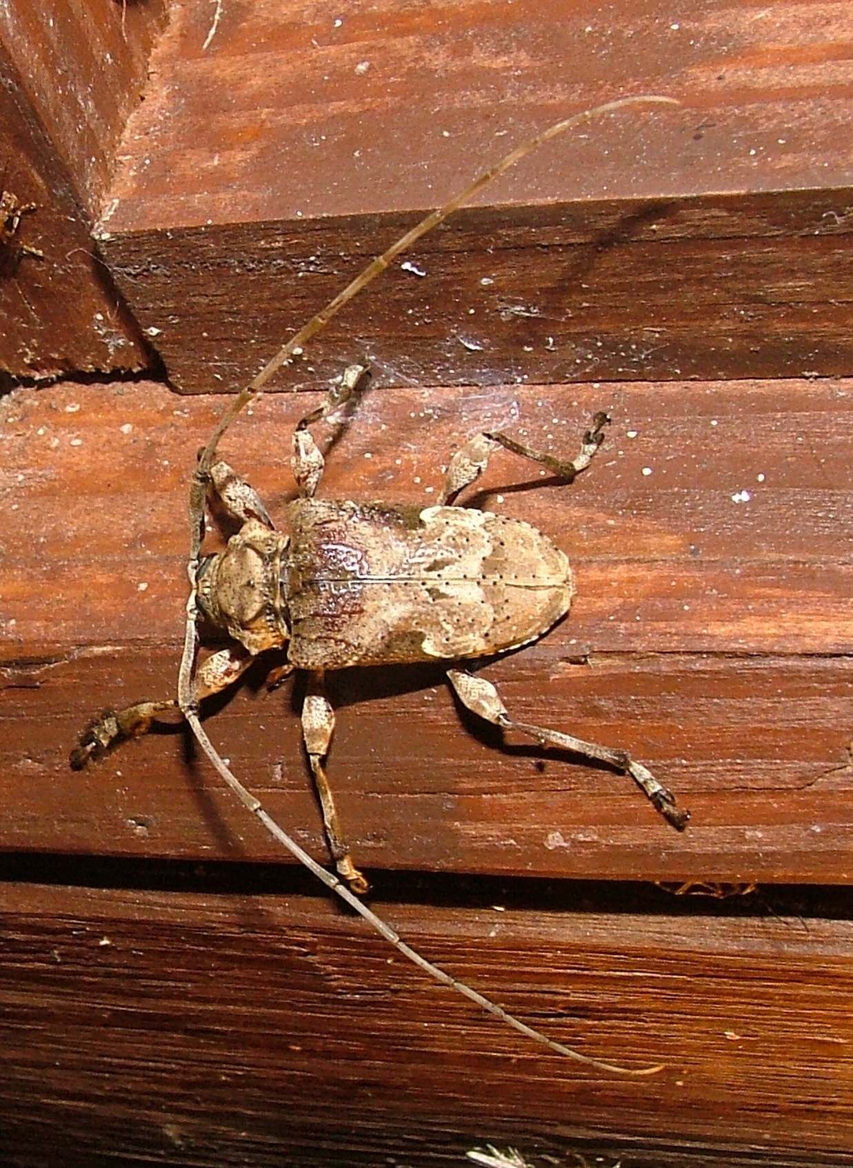 Lagocheirus araneiformis