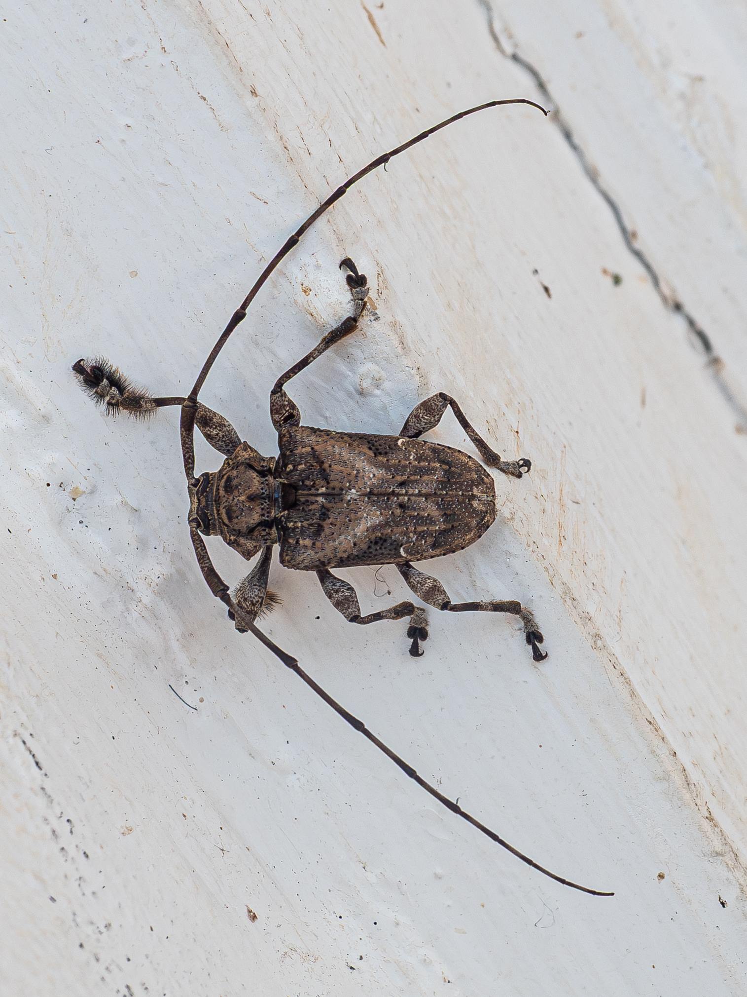 Lagocheirus araneiformis