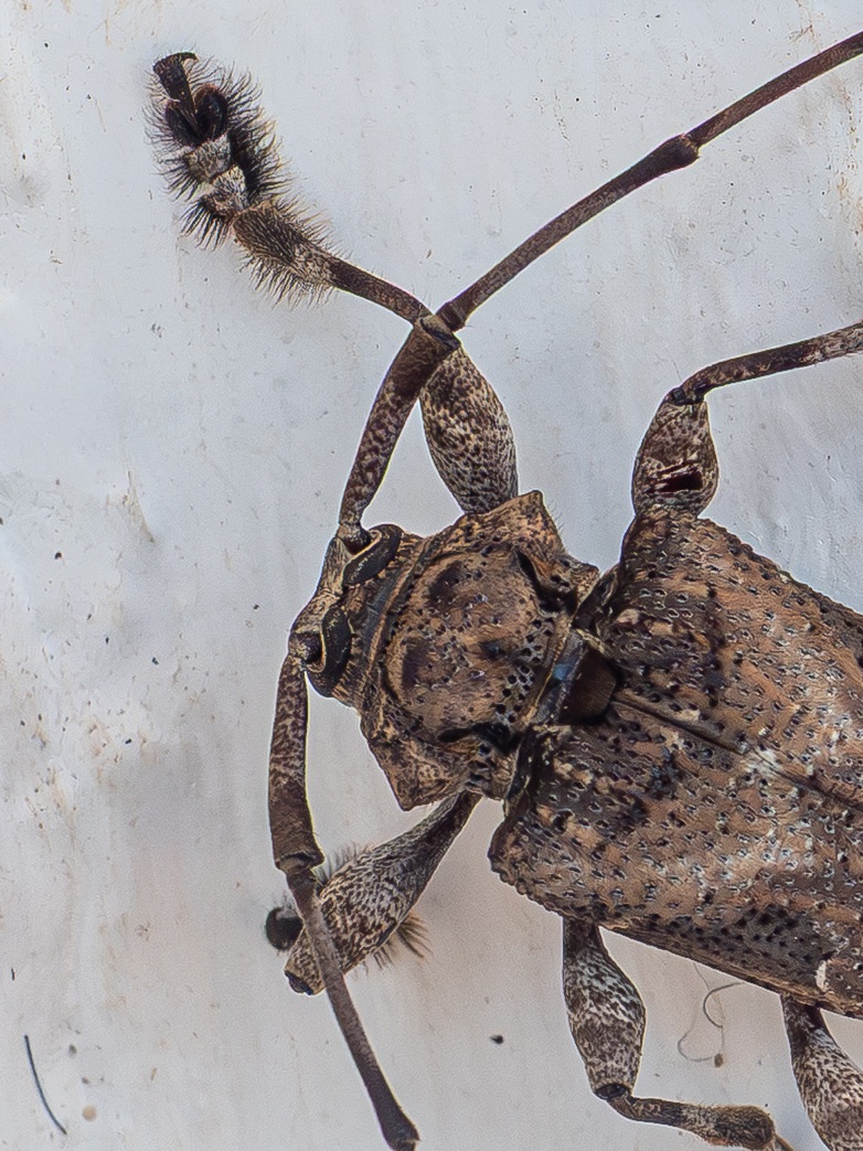 Lagocheirus araneiformis