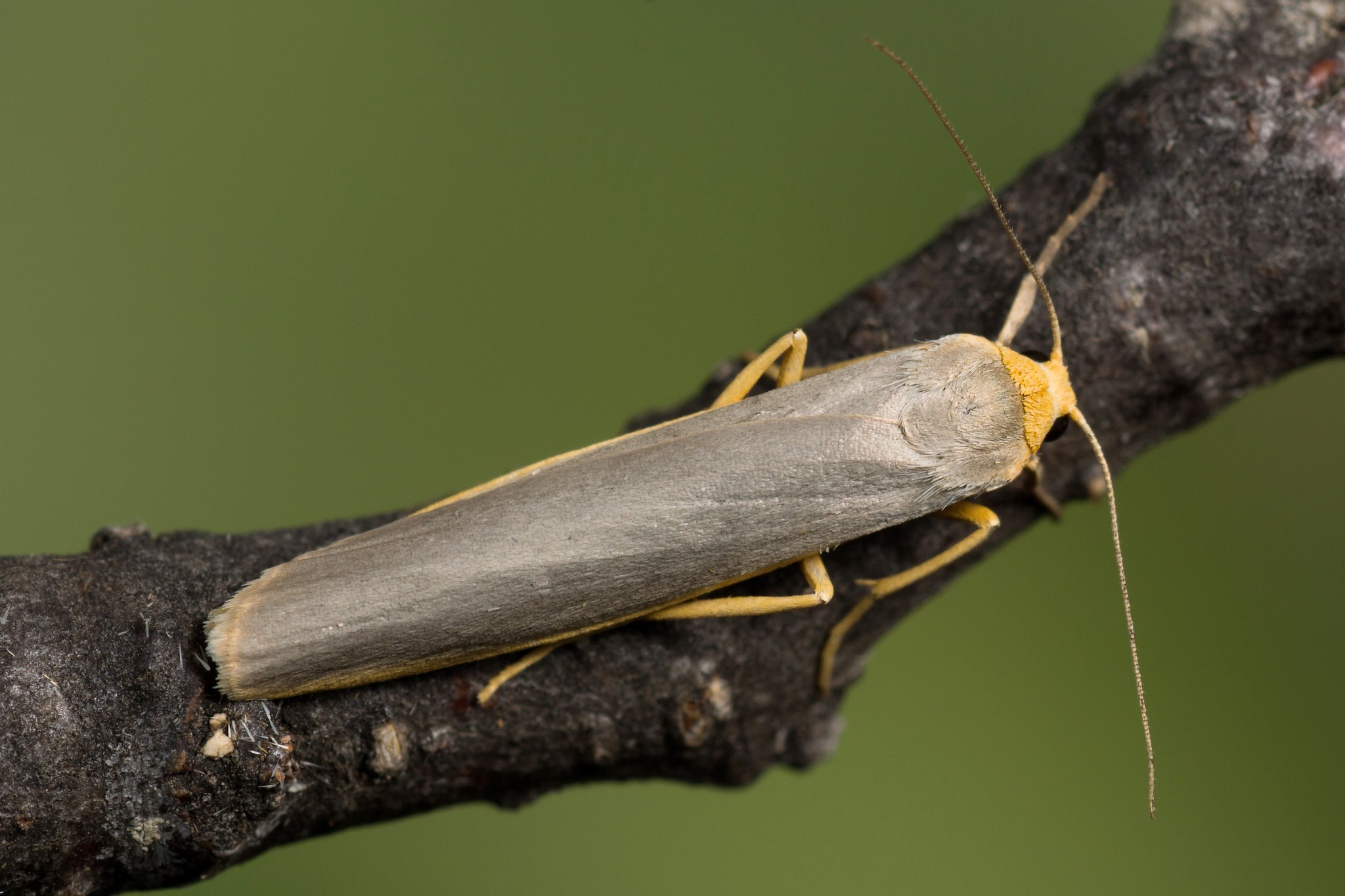 Crambidia