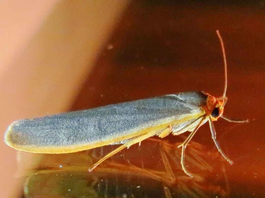 Crambidia