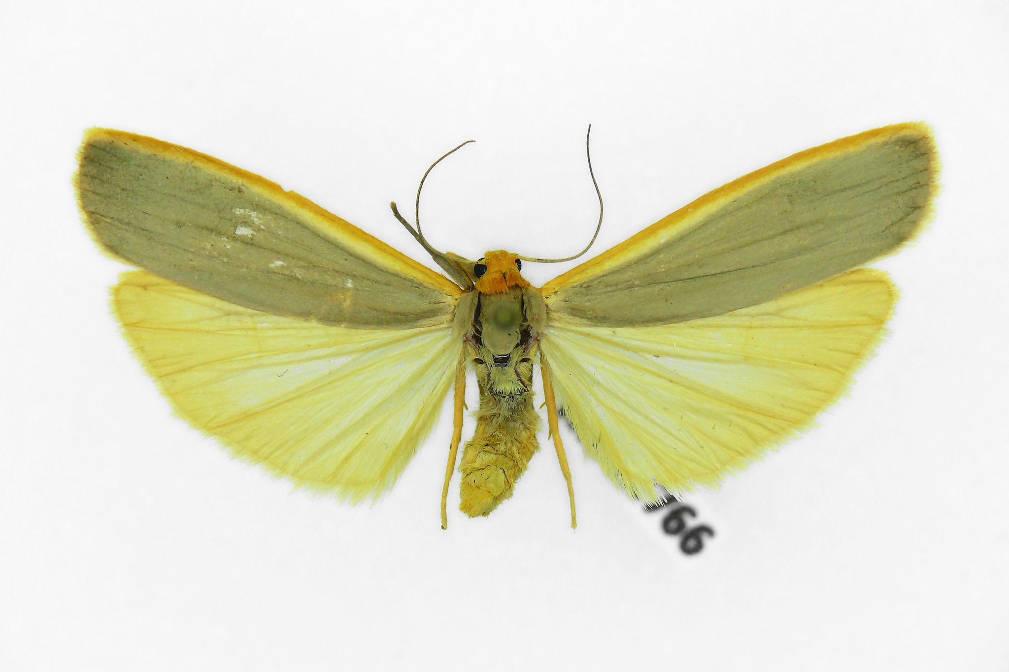 Crambidia
