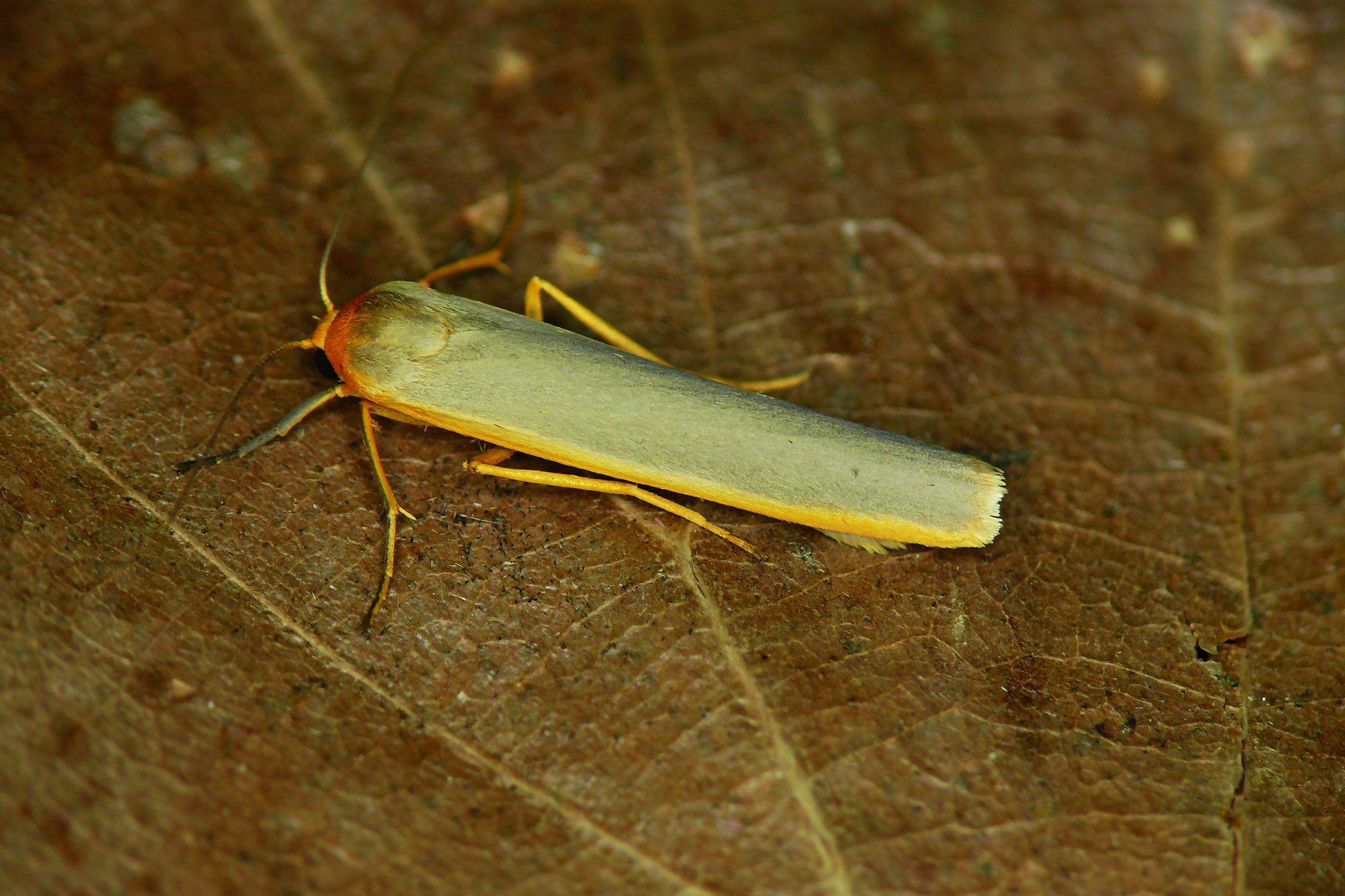 Crambidia