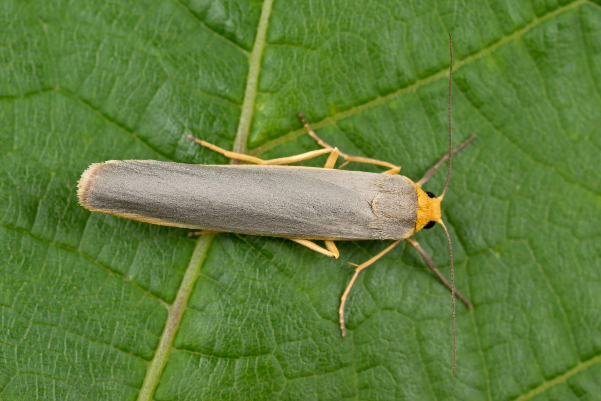 Crambidia