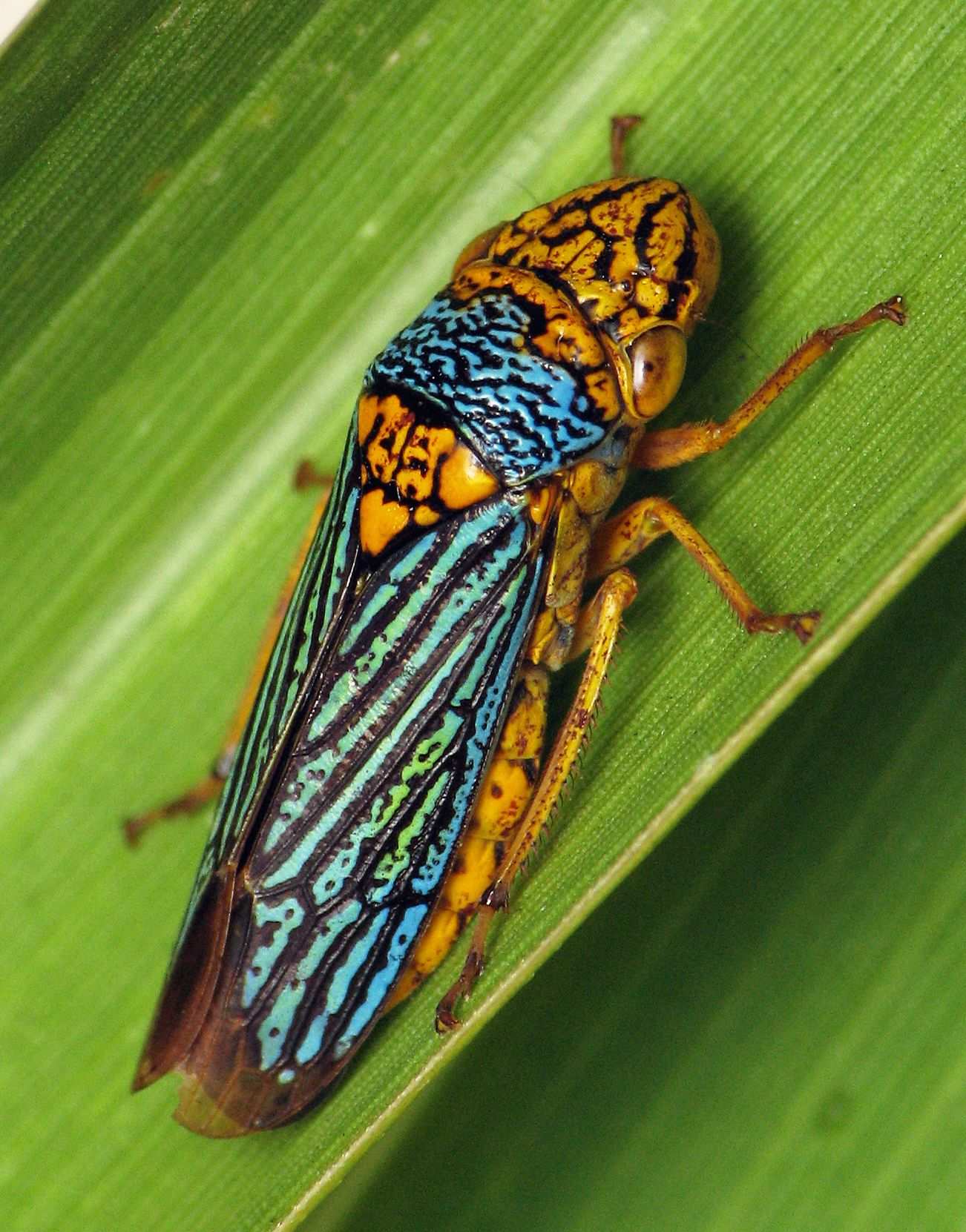 Oncometopia nigricans