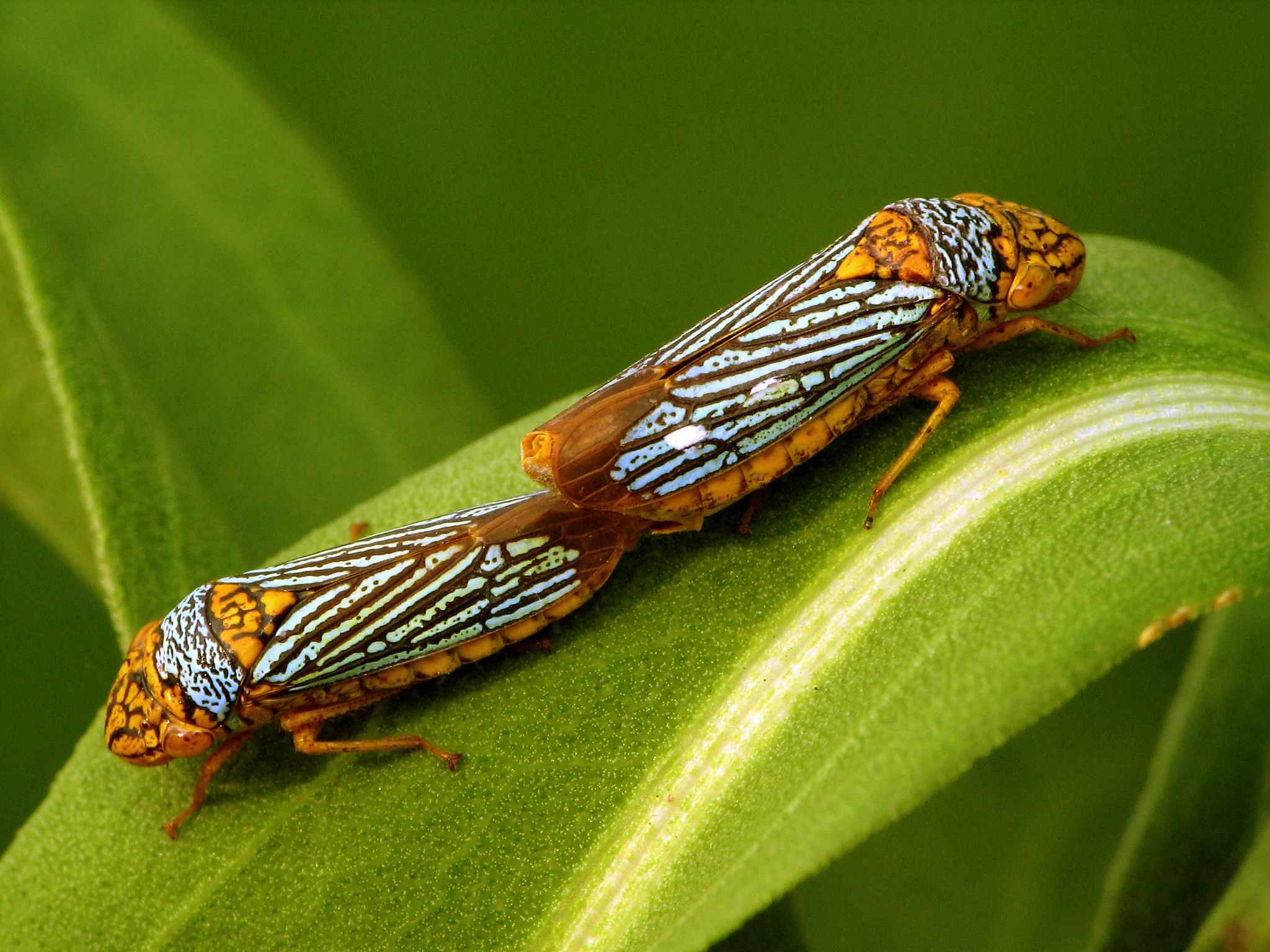 Oncometopia nigricans