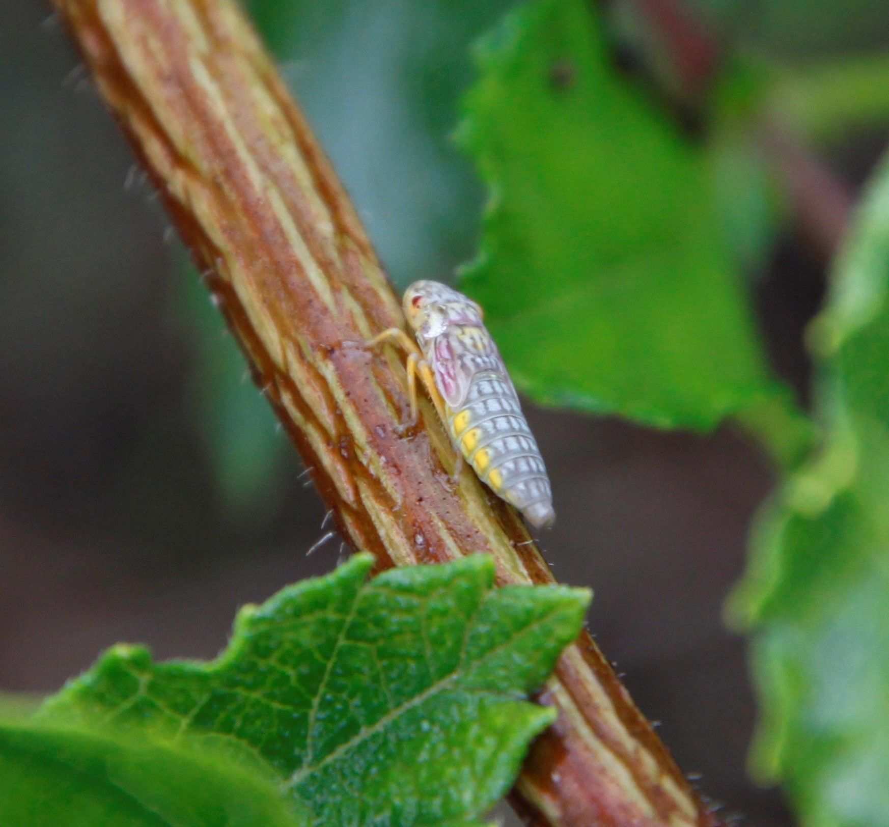Oncometopia nigricans