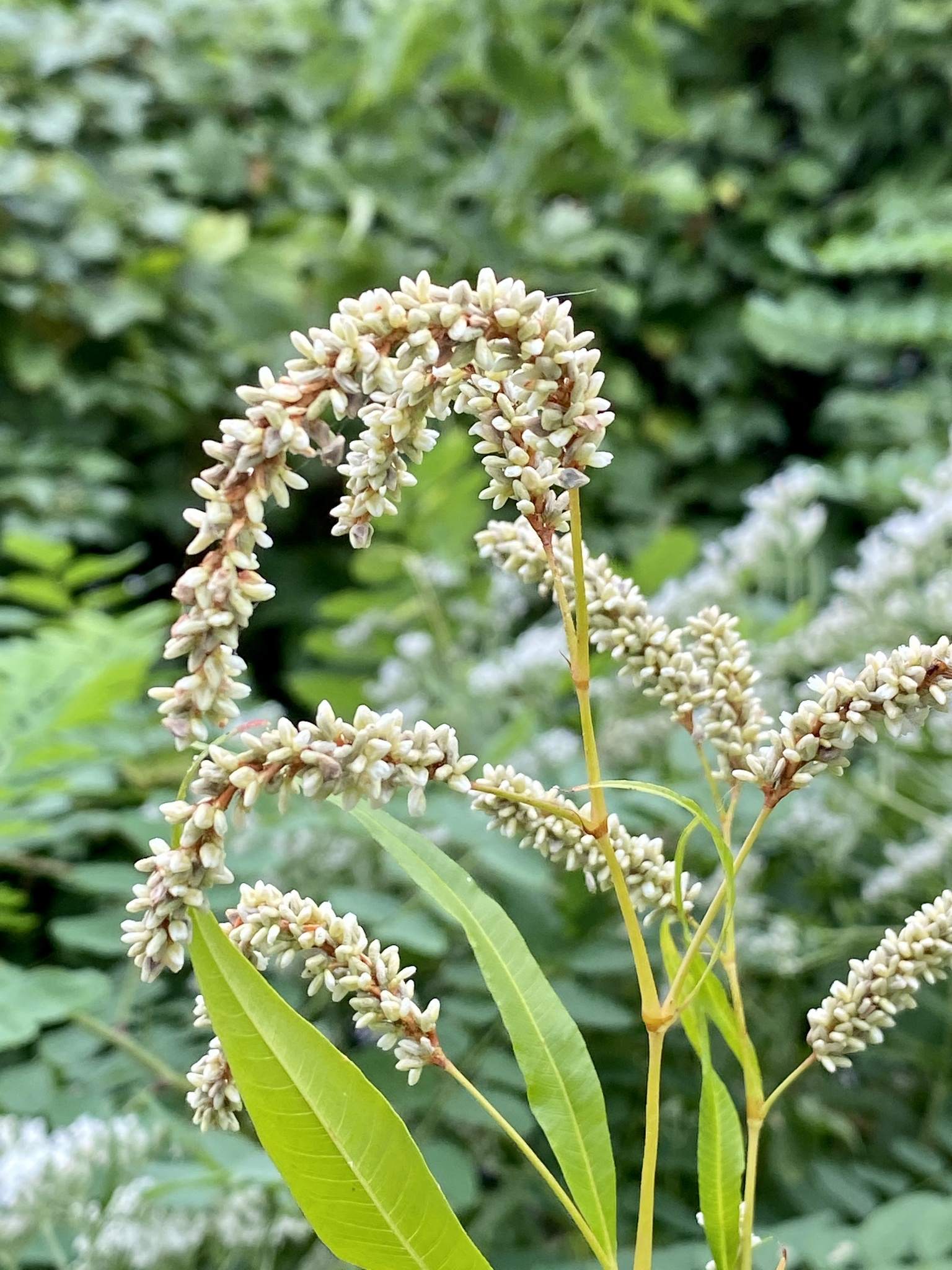 Persicaria lapathifolia