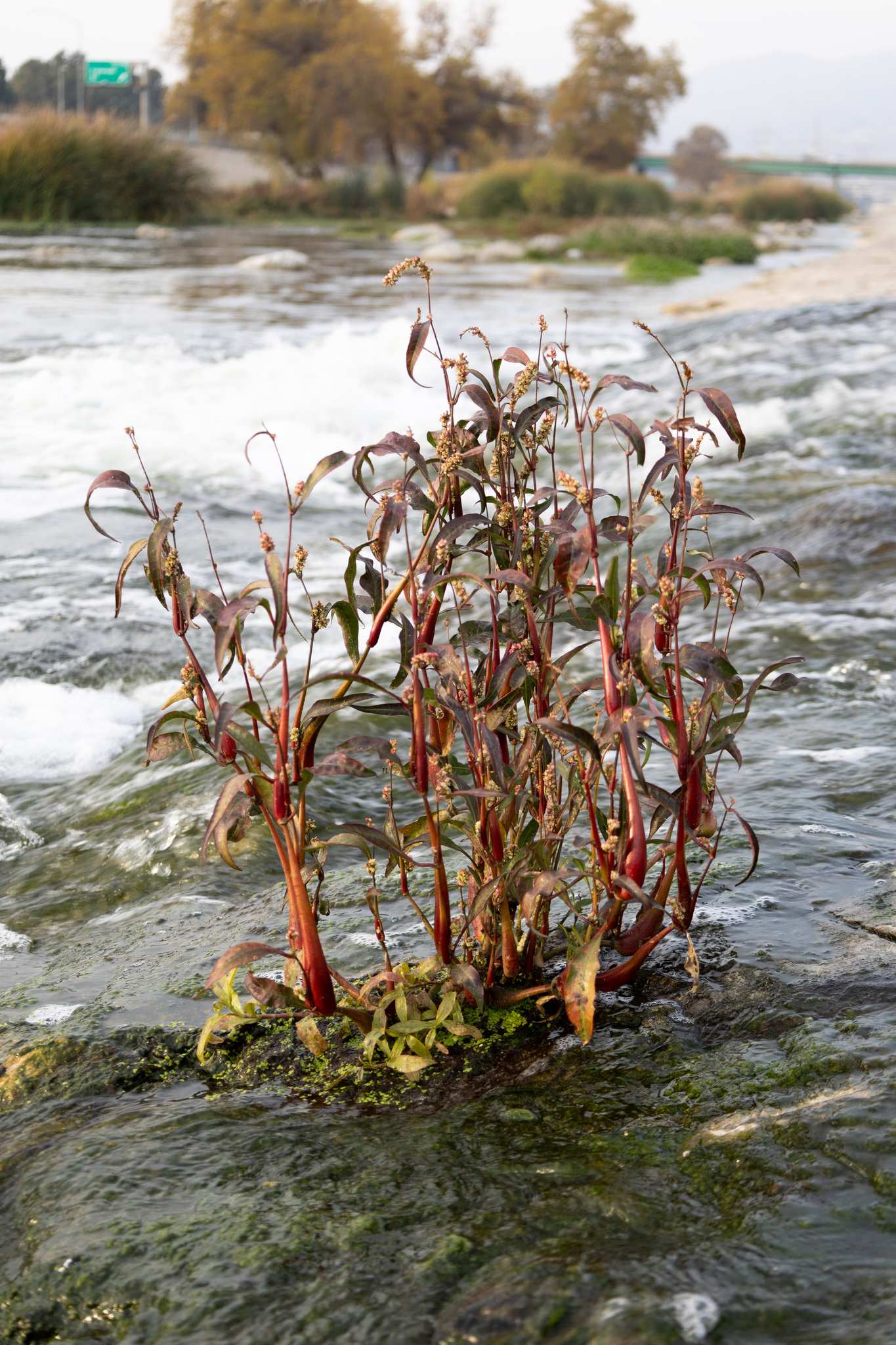 Persicaria lapathifolia