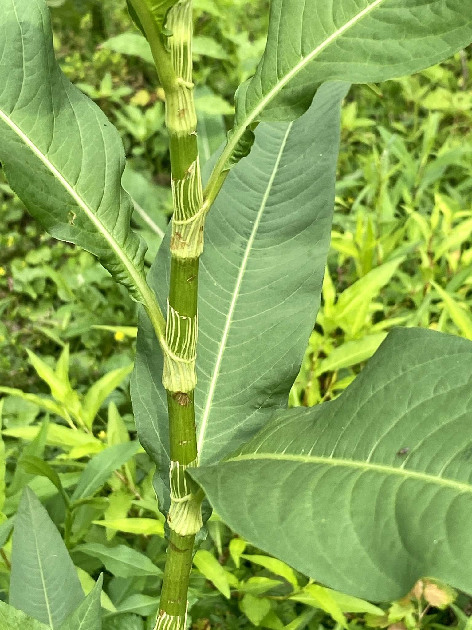 Persicaria lapathifolia