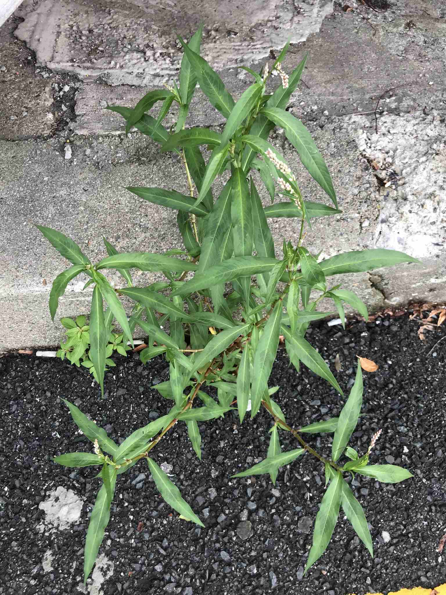 Persicaria lapathifolia