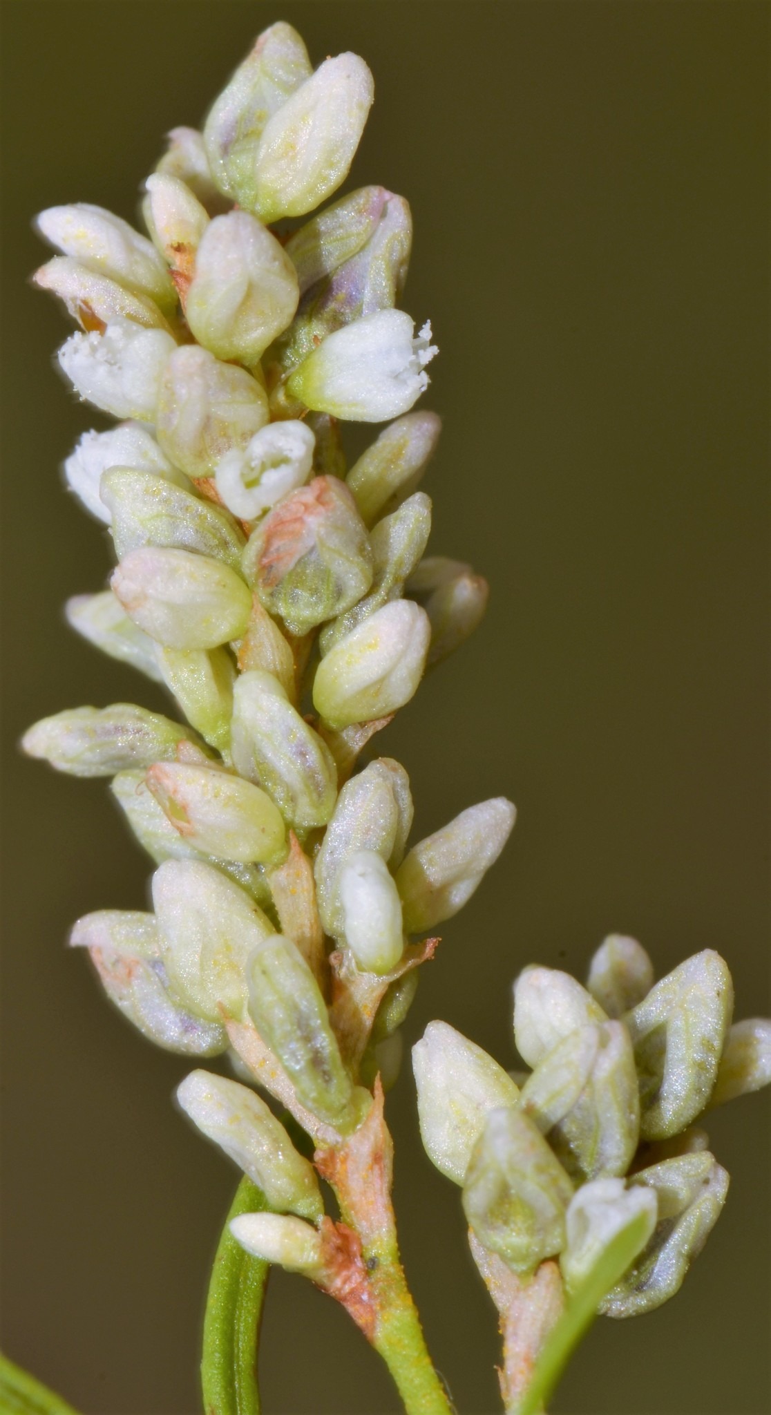Persicaria lapathifolia