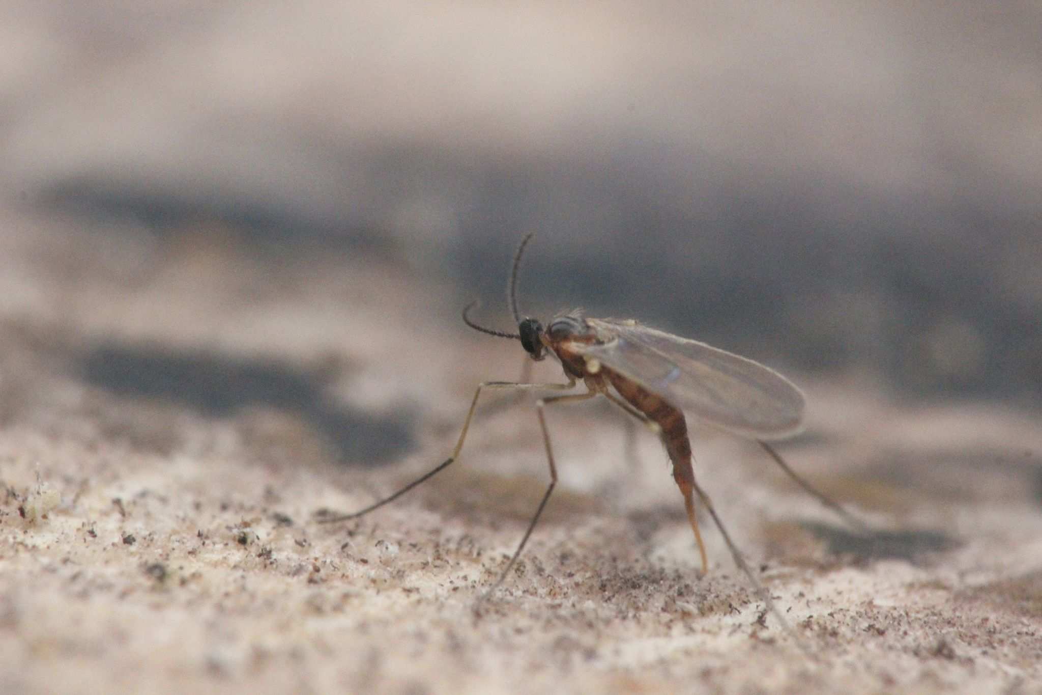 Xylodiplosis