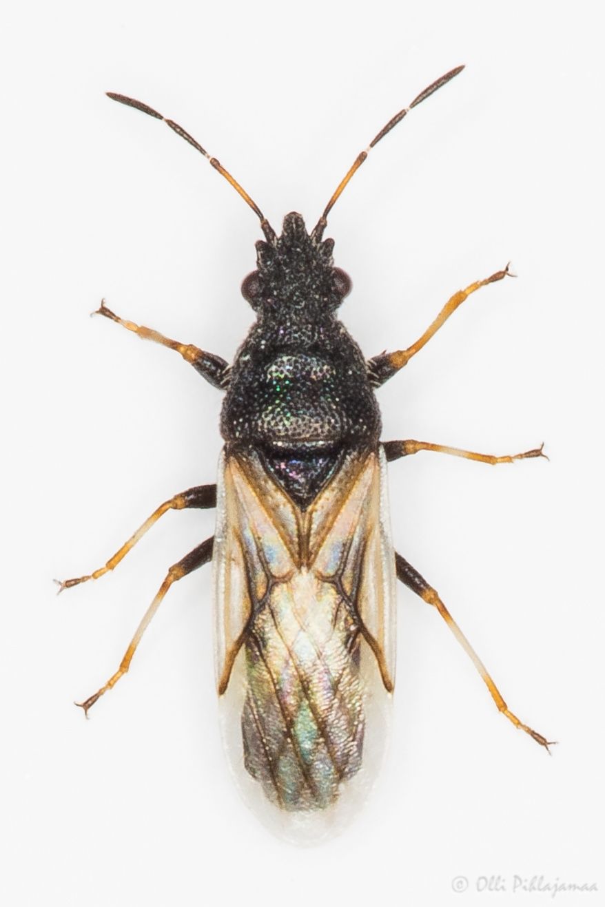 Metopoplax origani