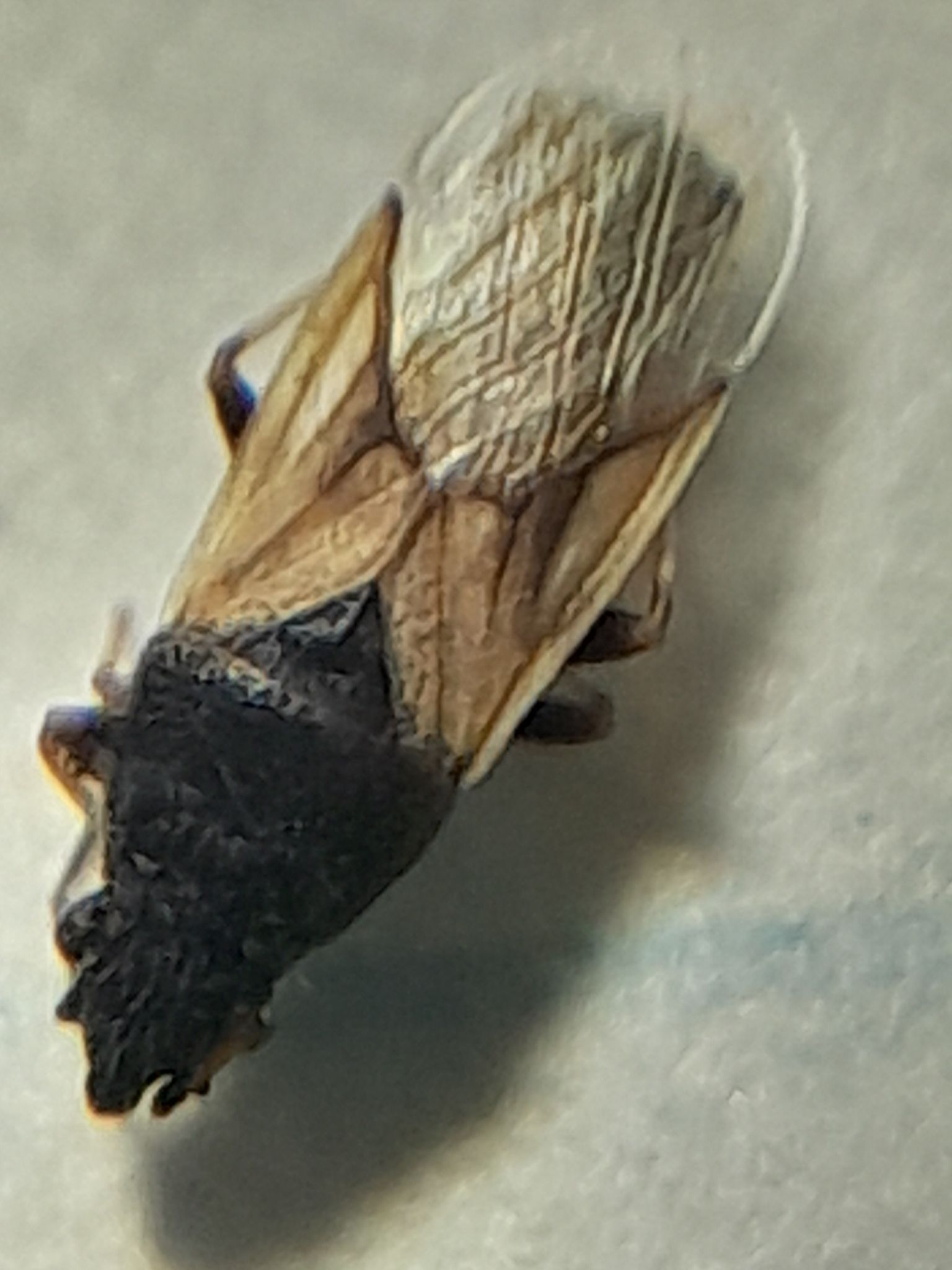 Metopoplax origani