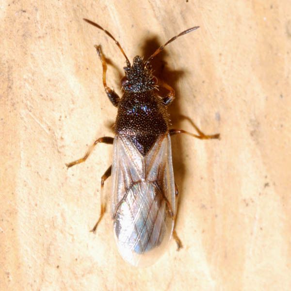 Metopoplax origani