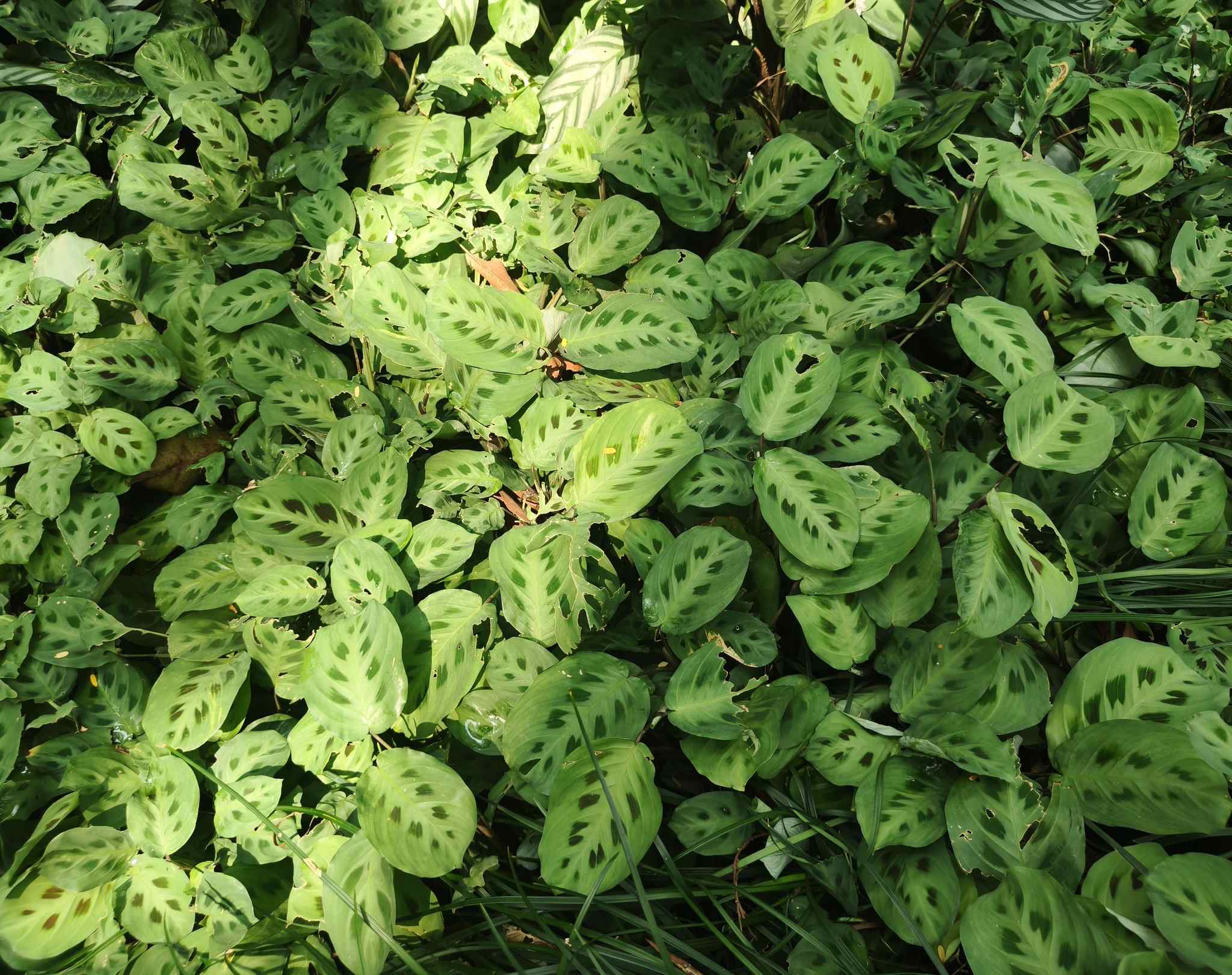 Erythroneura