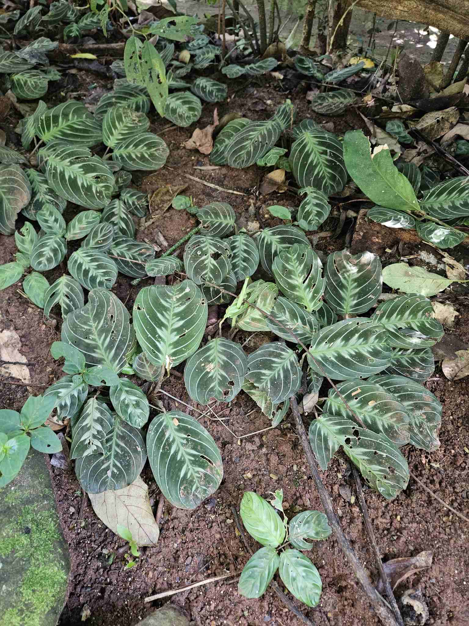 Erythroneura