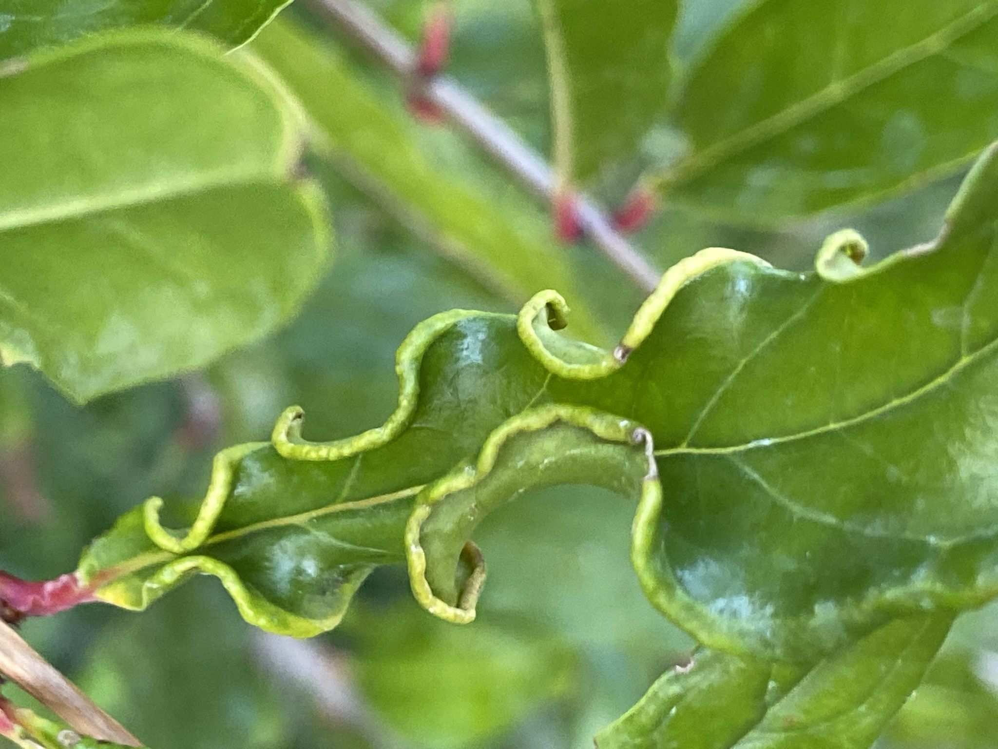 Aceria granati