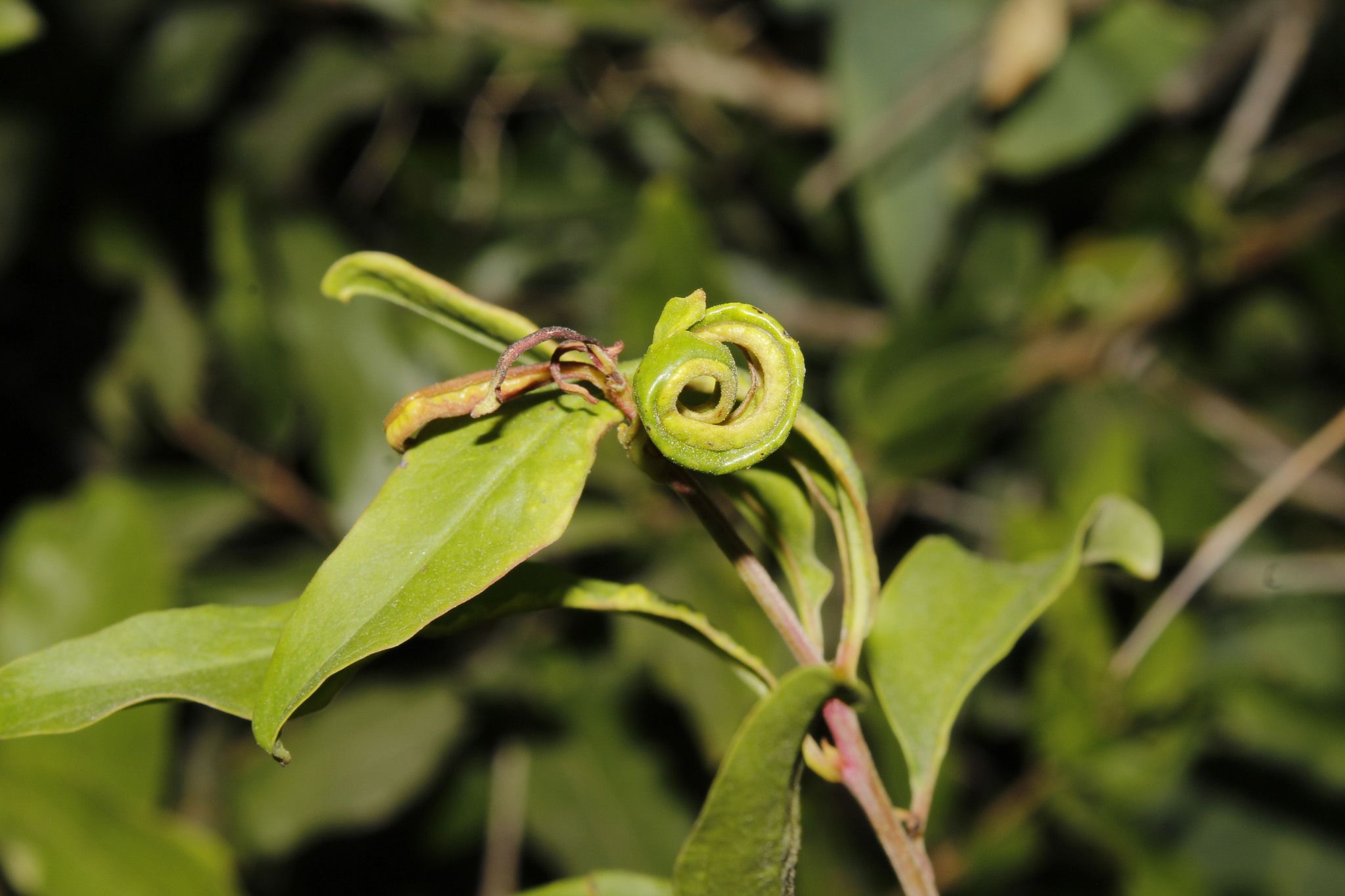 Aceria granati