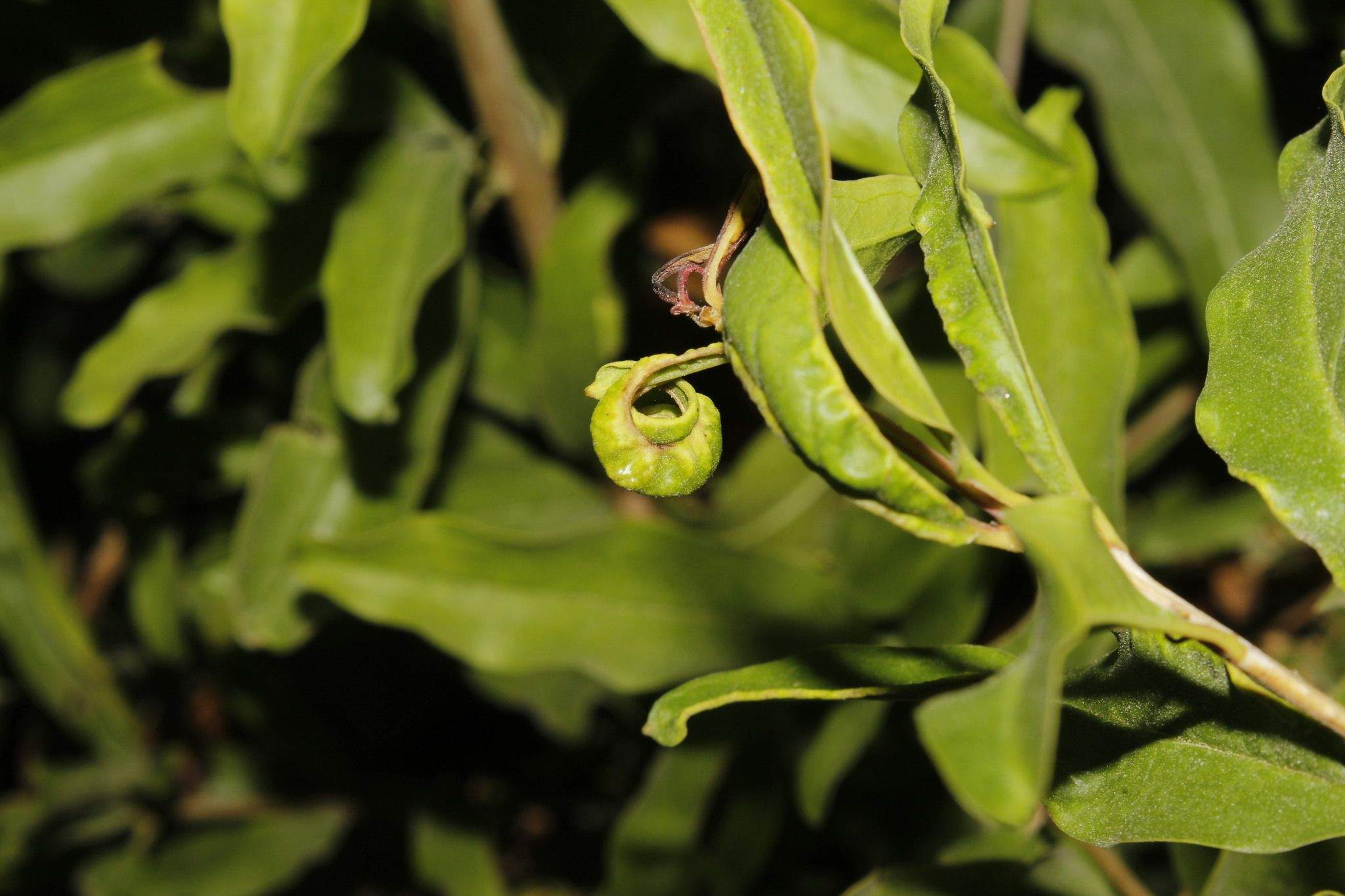 Aceria granati