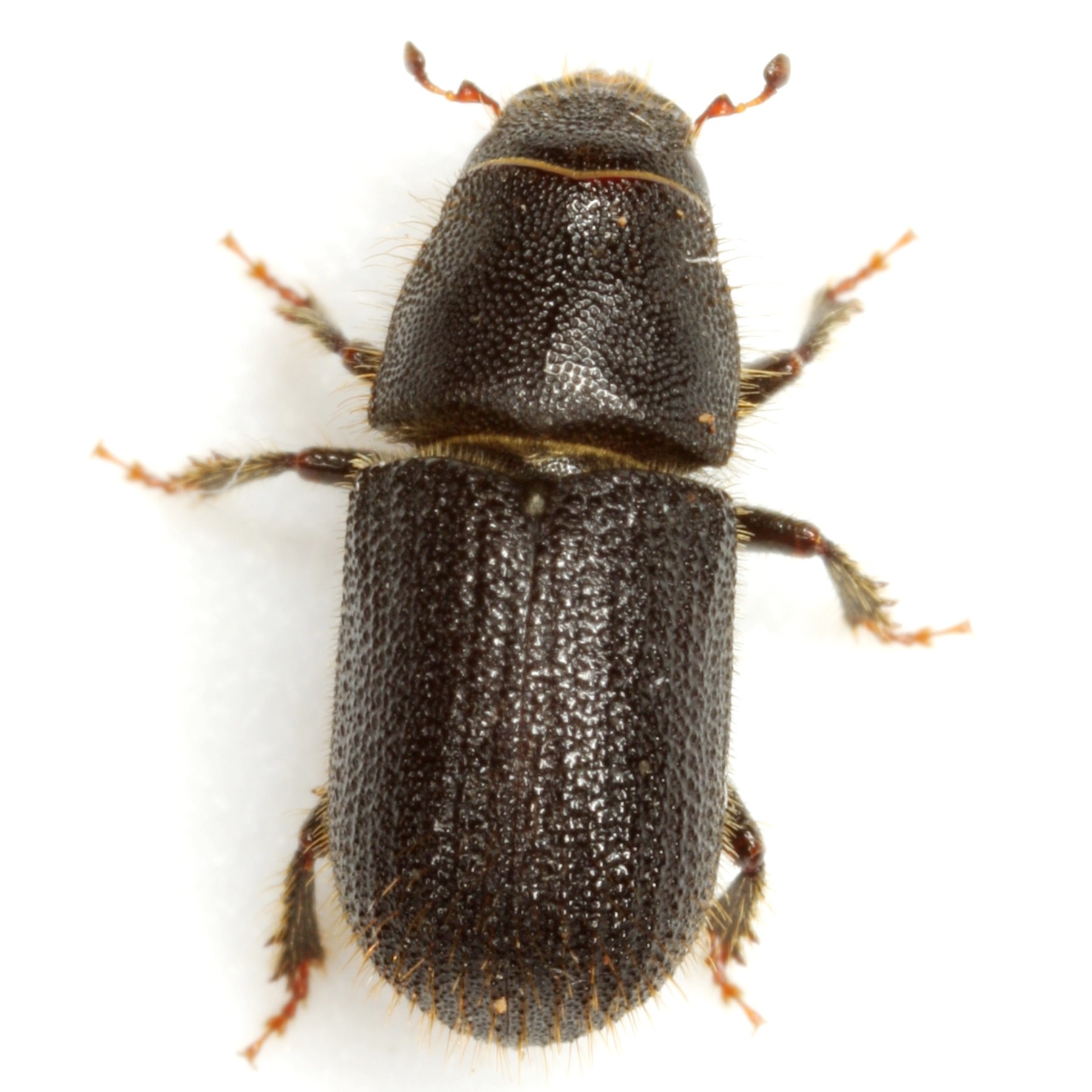 Dendroctonus terebrans