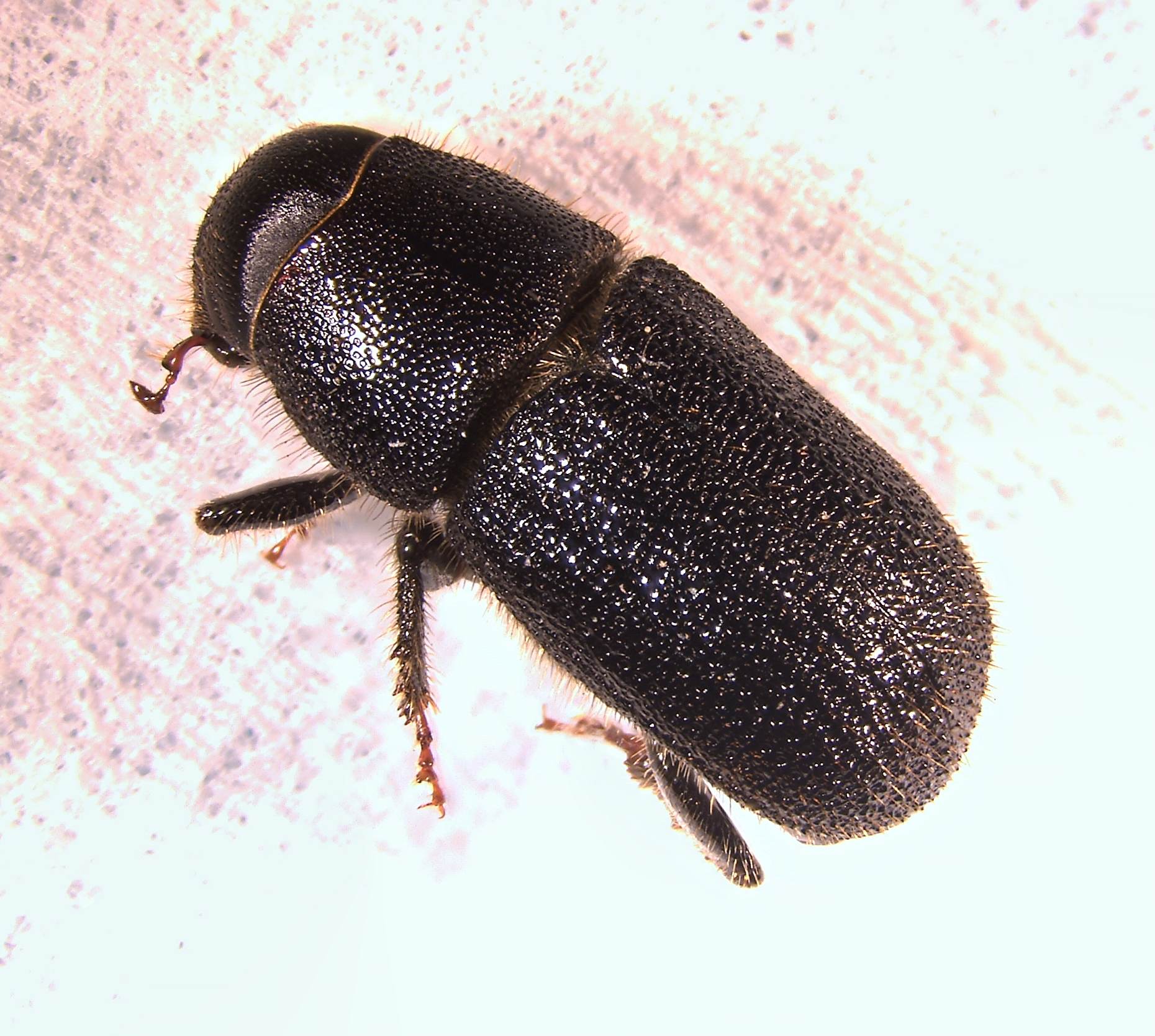 Dendroctonus terebrans