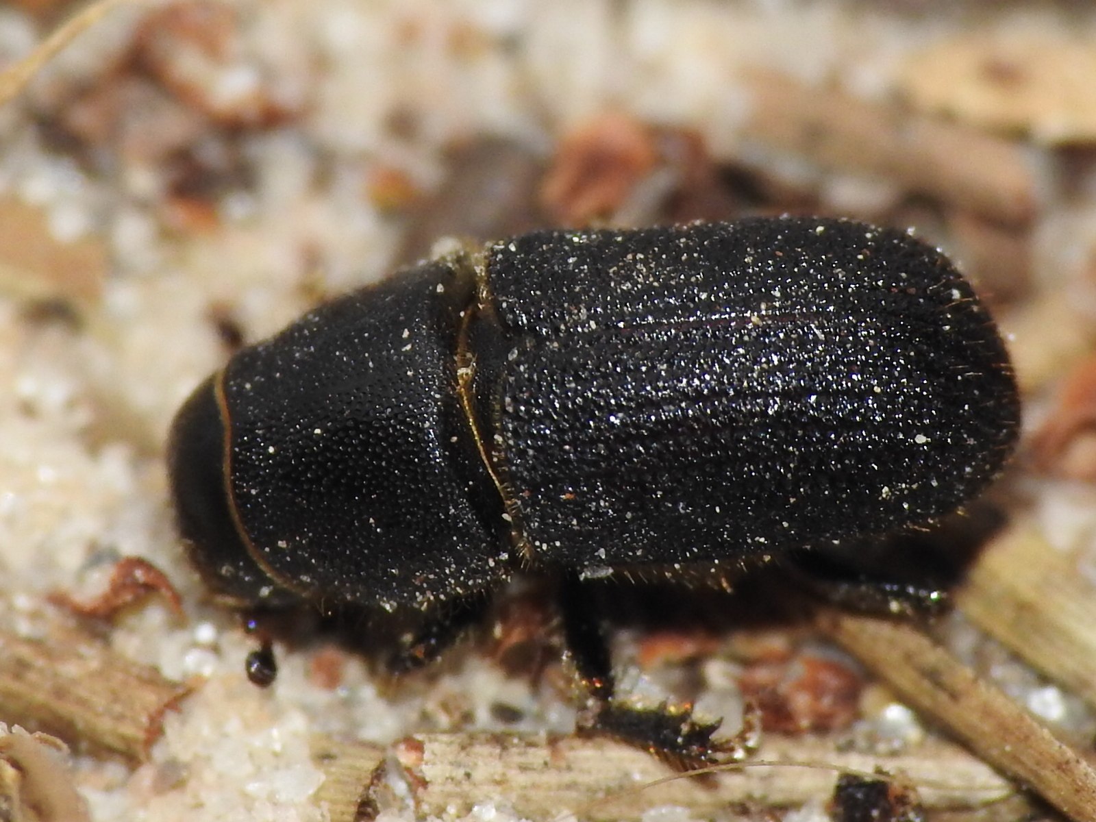 Dendroctonus terebrans