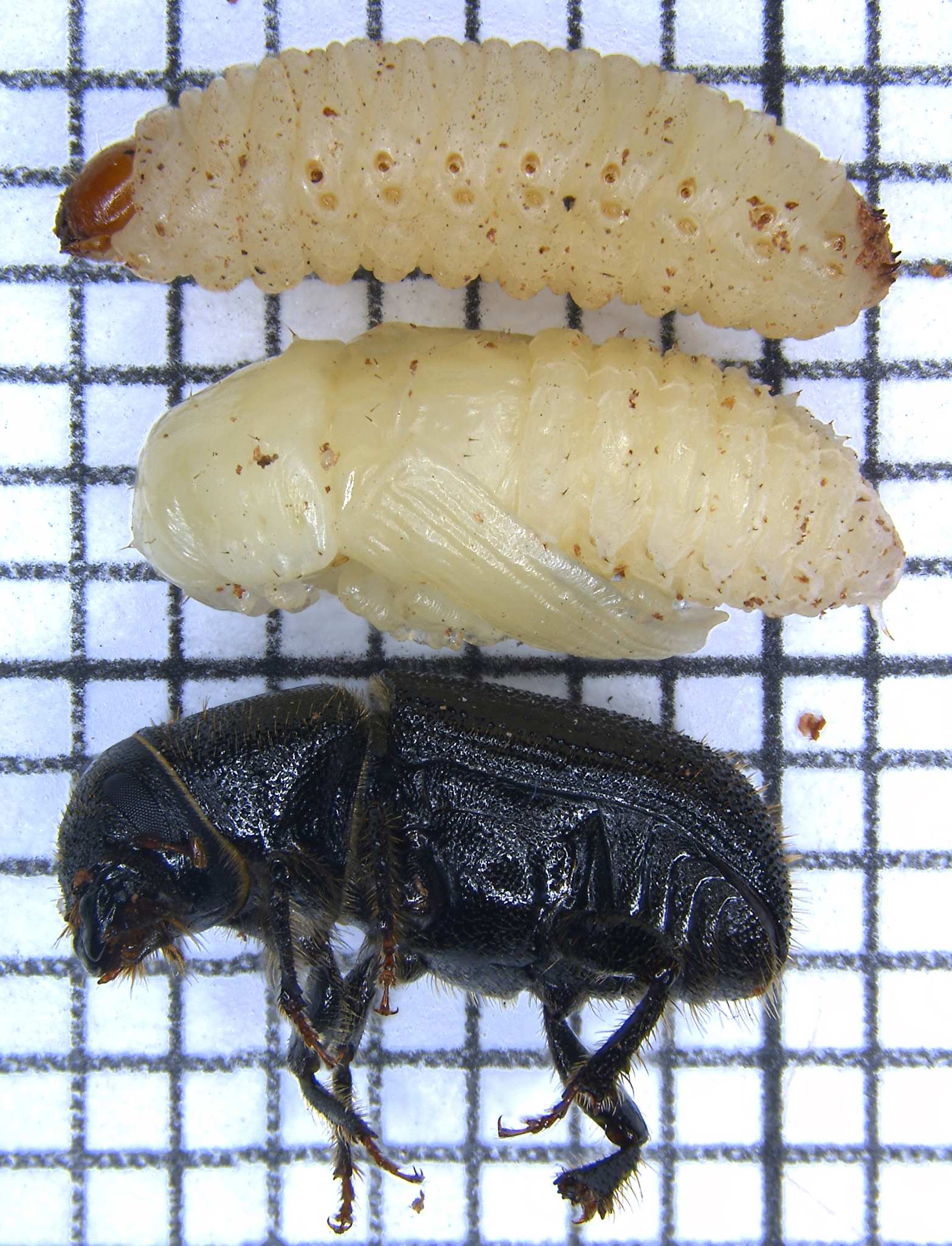 Dendroctonus terebrans
