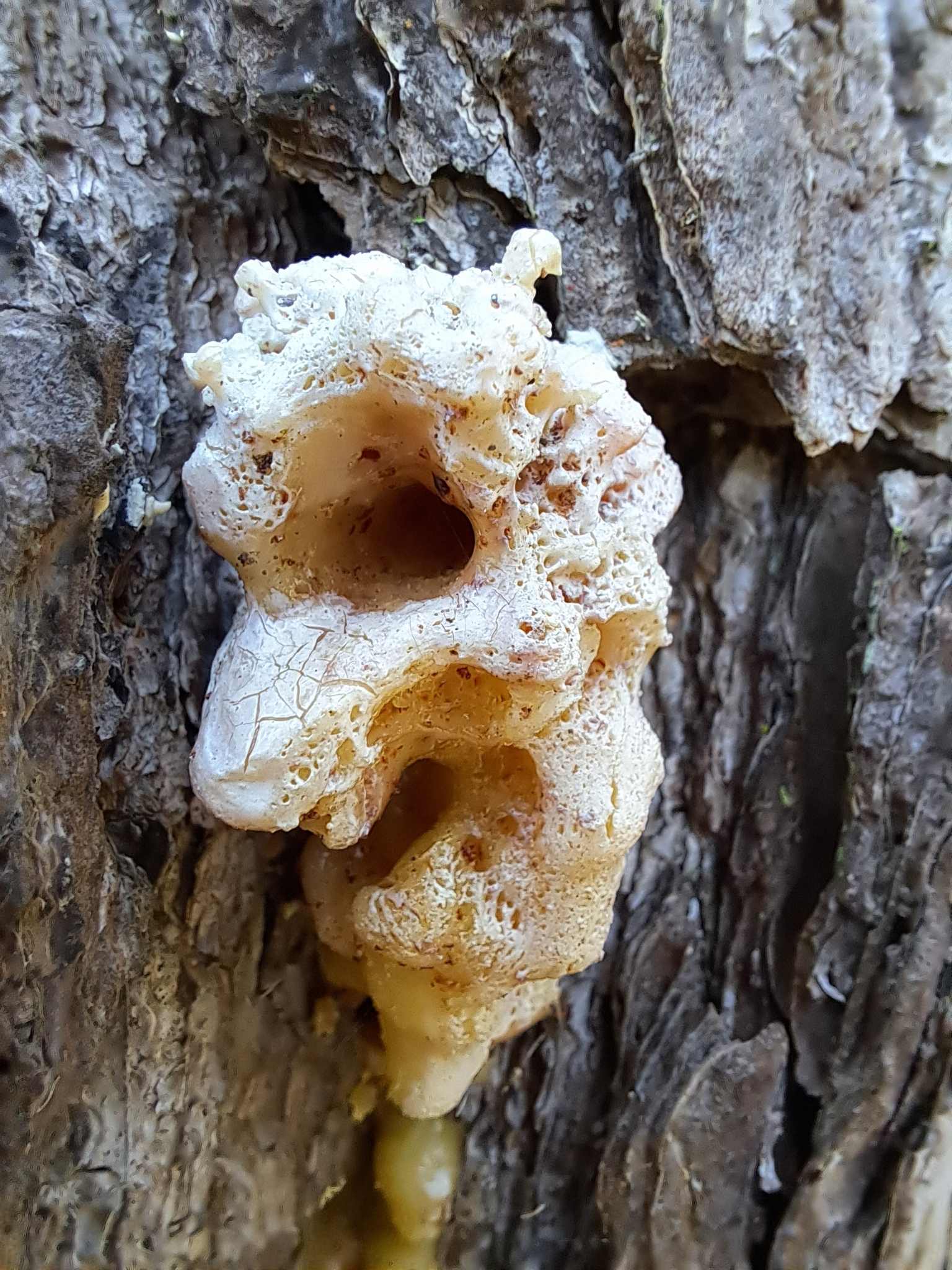 Dendroctonus terebrans