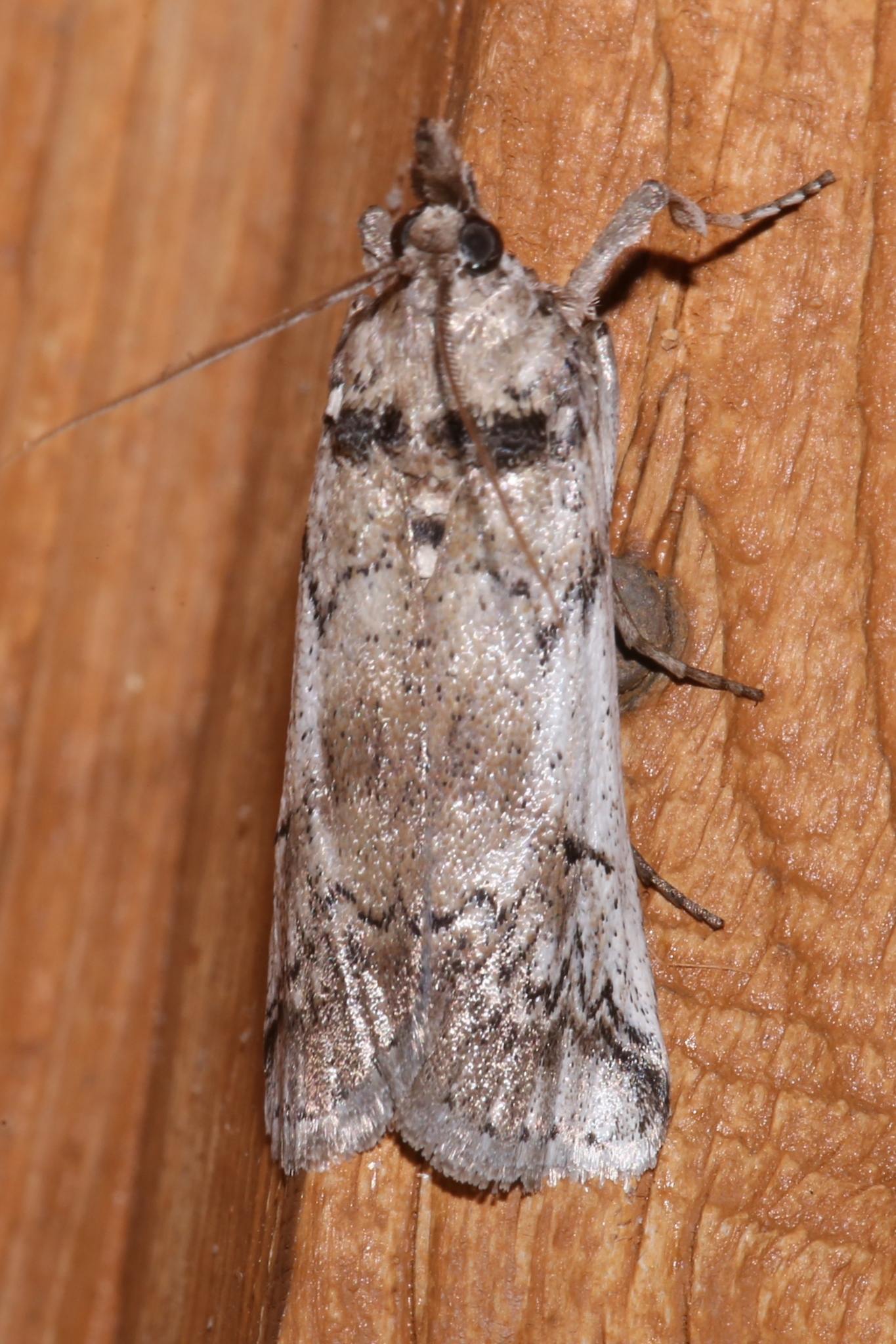 Cactoblastis cactorum