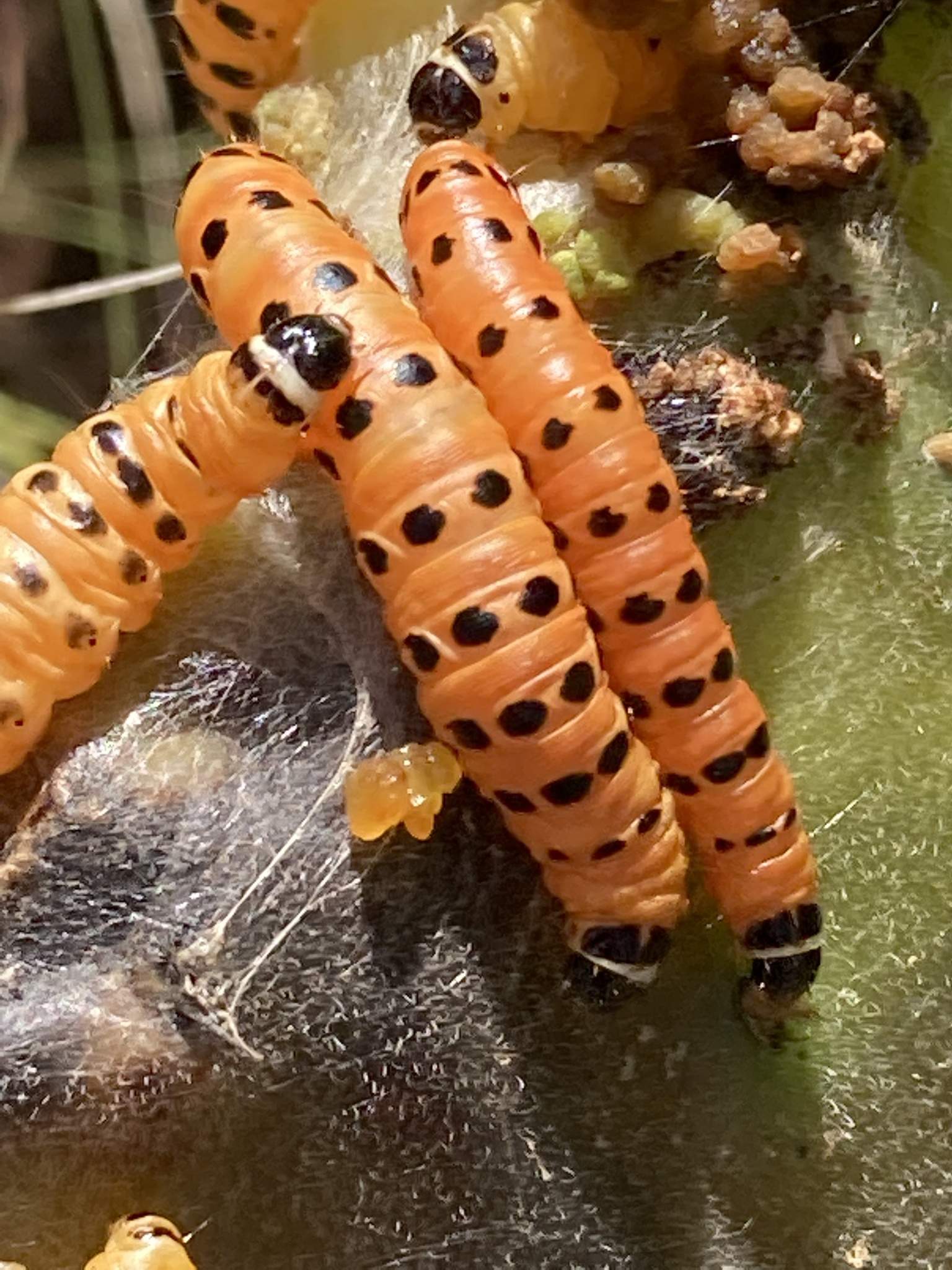 Cactoblastis cactorum