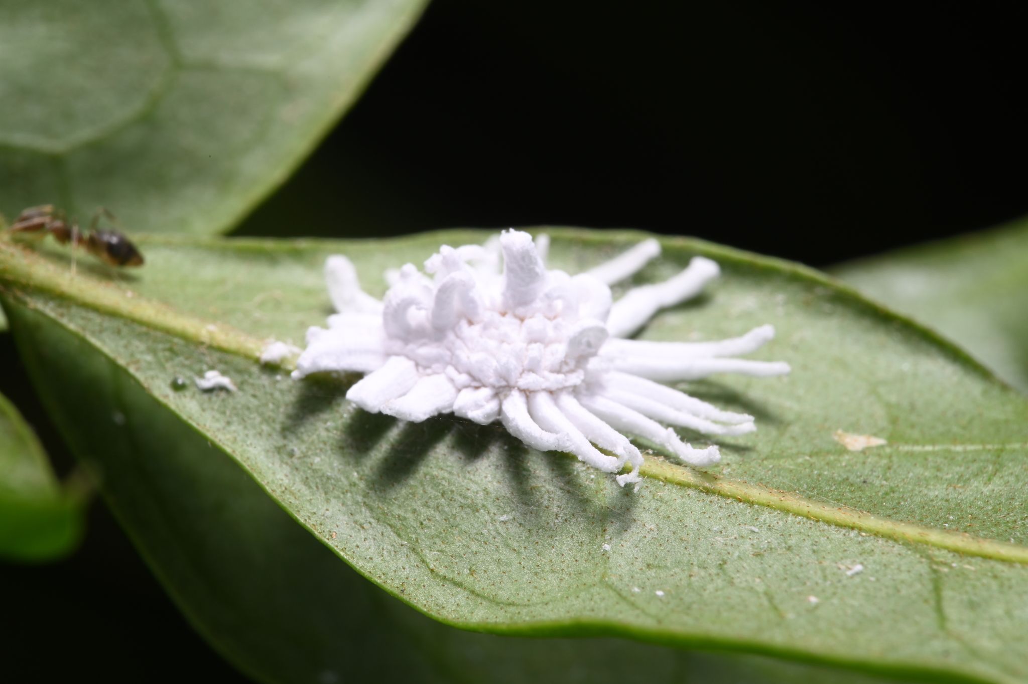 Icerya aegyptiaca