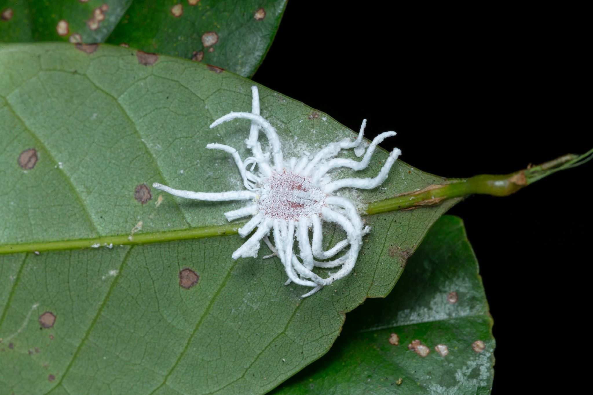 Icerya aegyptiaca