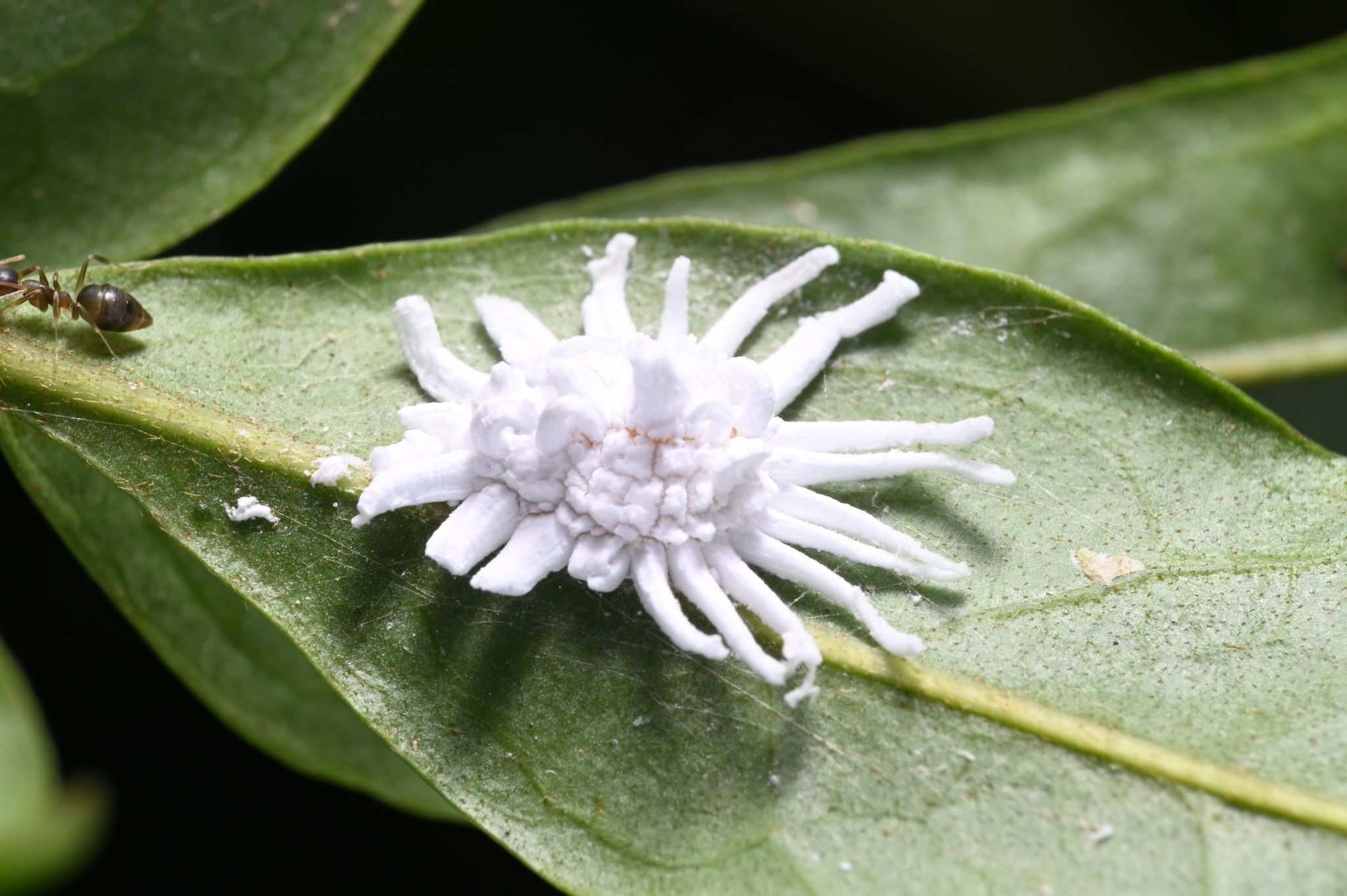 Icerya aegyptiaca