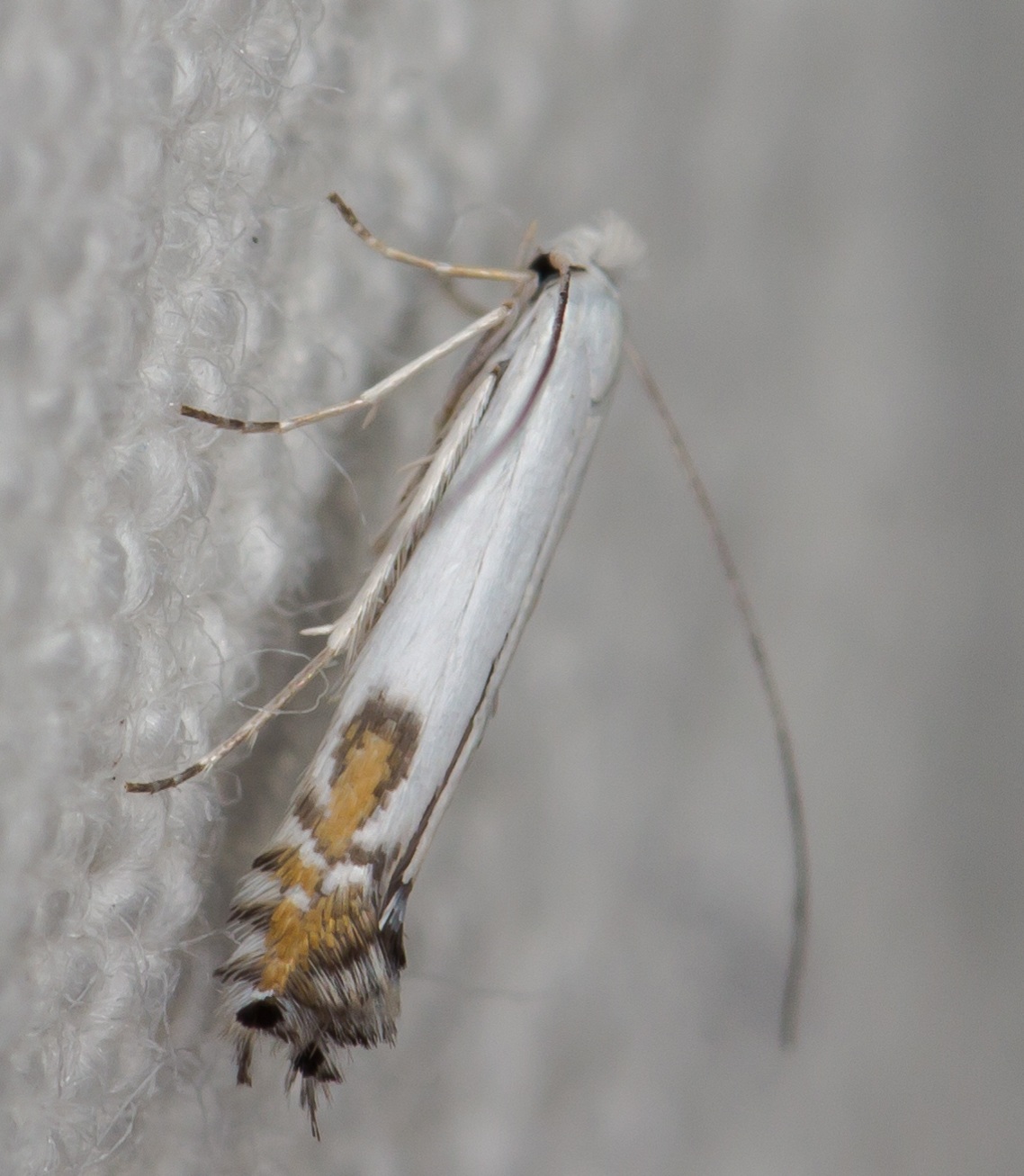 Lyonetia clerkella