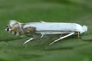 Lyonetia clerkella
