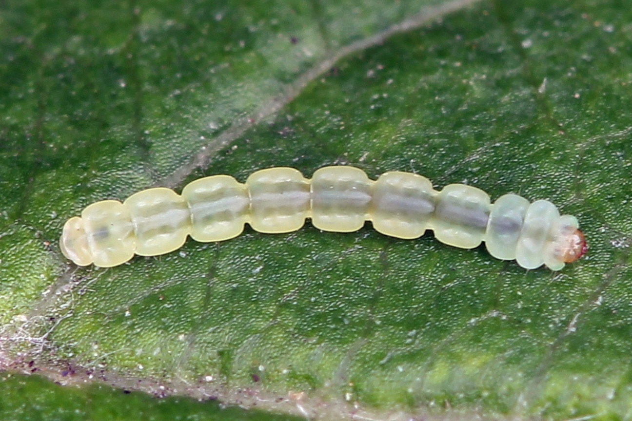Lyonetia clerkella