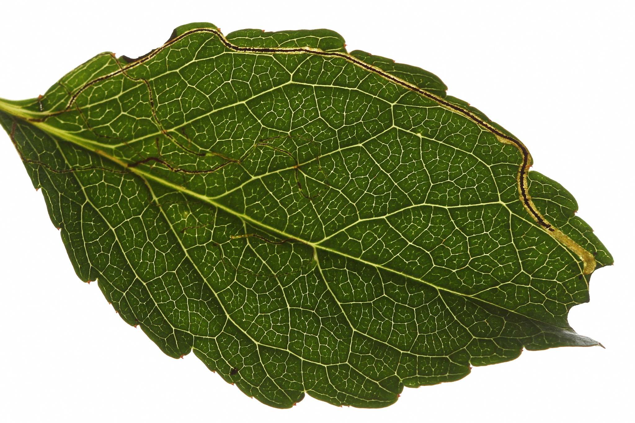 Lyonetia clerkella