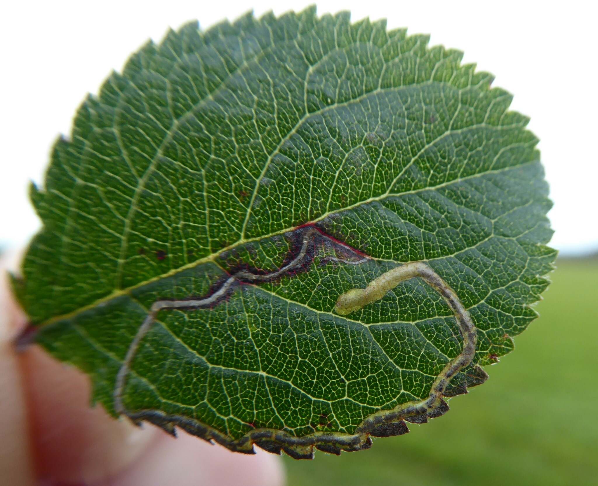 Lyonetia clerkella