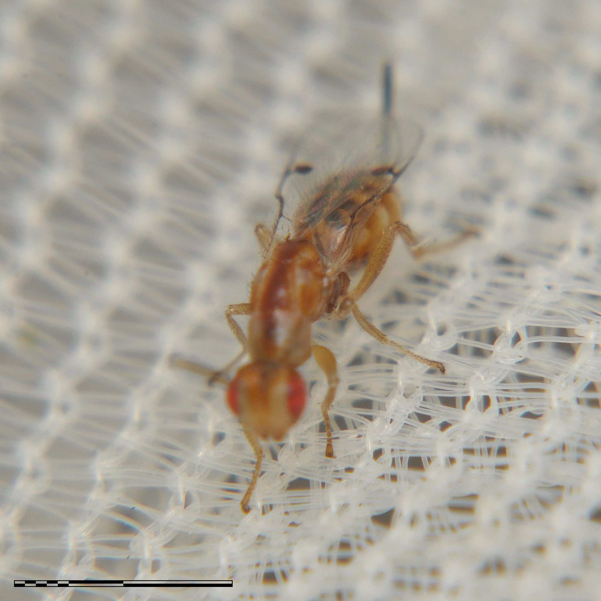 Megastigmus pistaciae