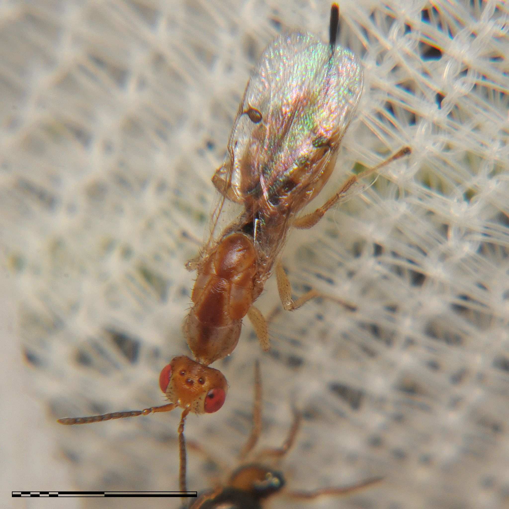 Megastigmus pistaciae