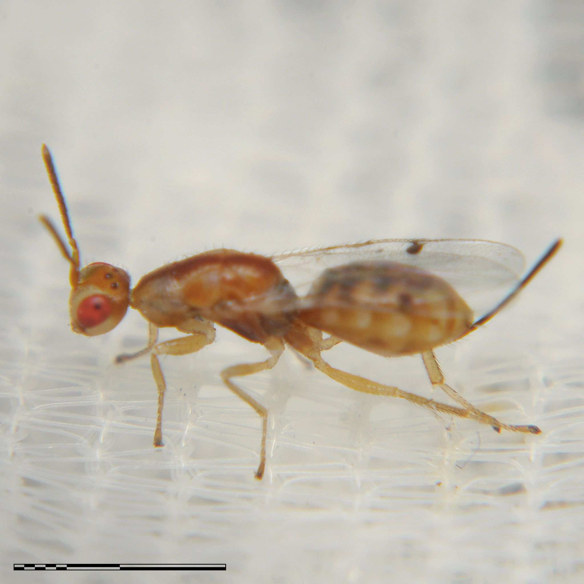 Megastigmus pistaciae