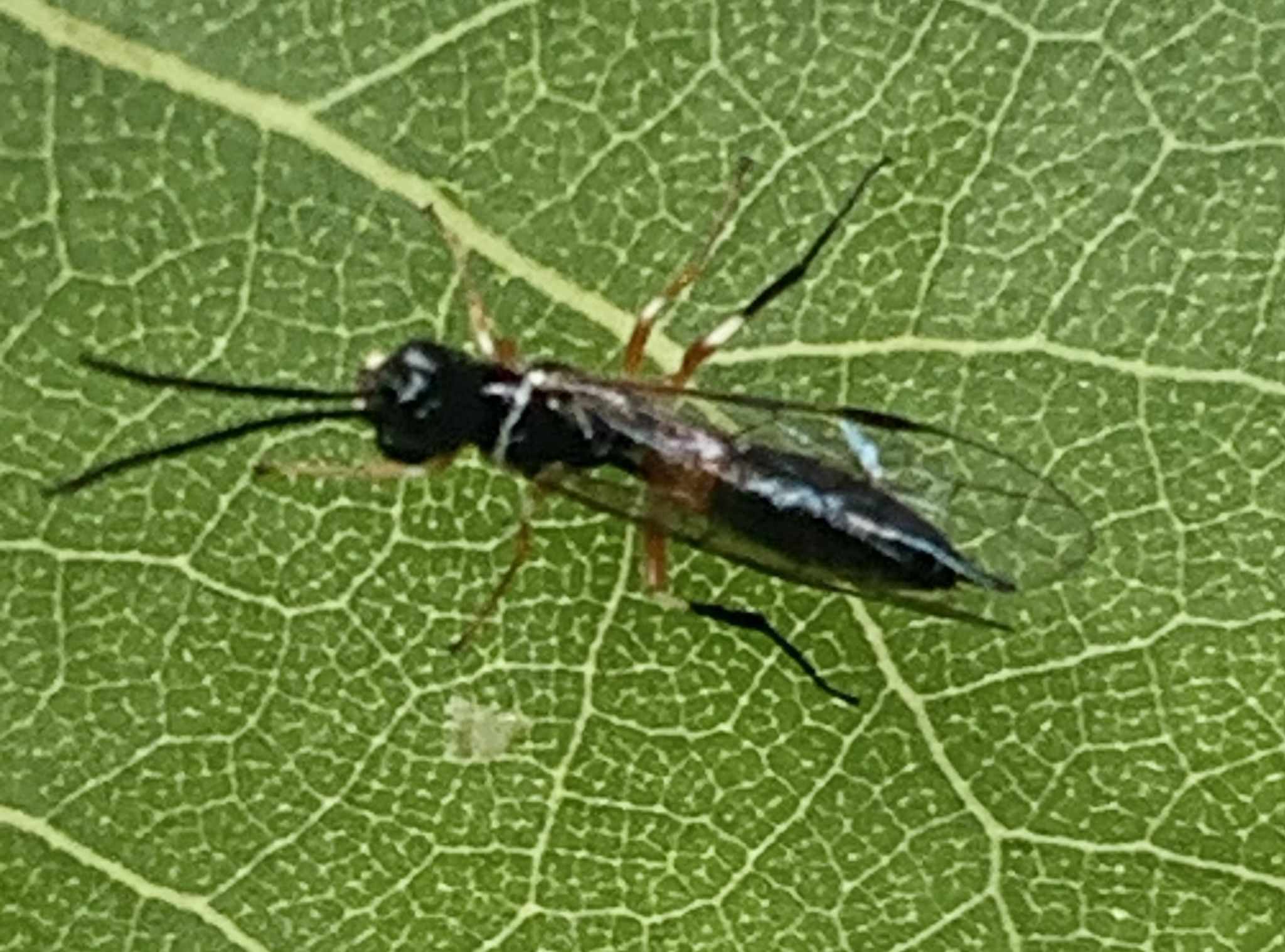Janus abbreviatus