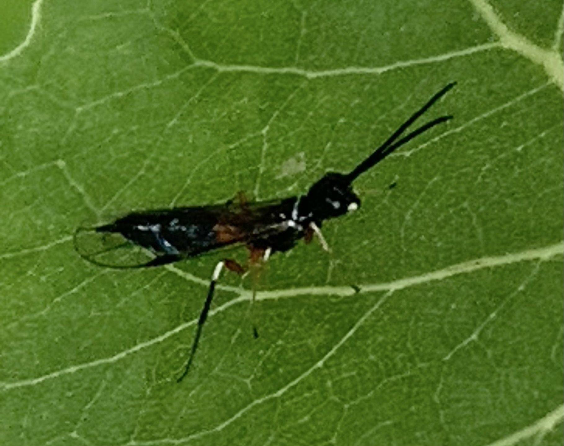 Janus abbreviatus