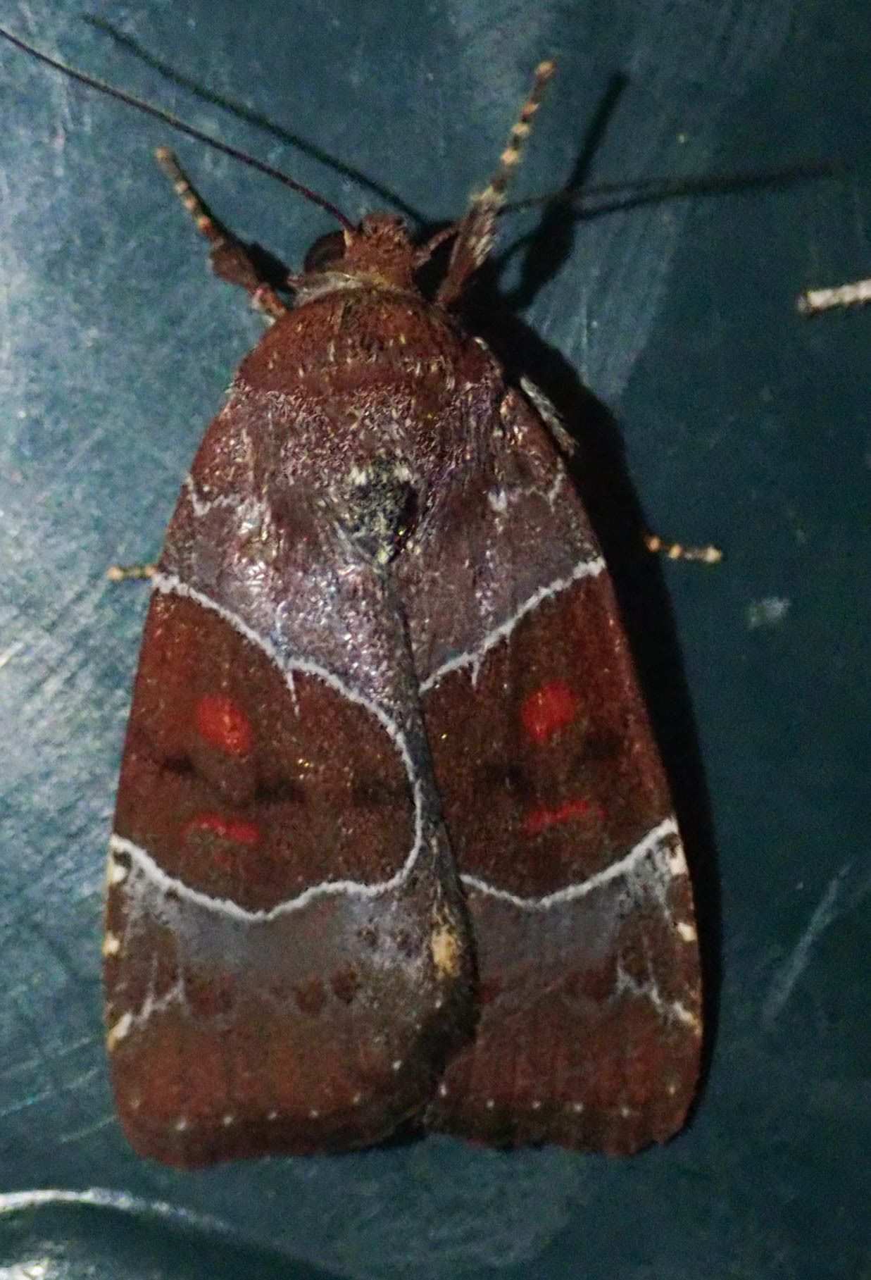 Hampsonodes mastoides