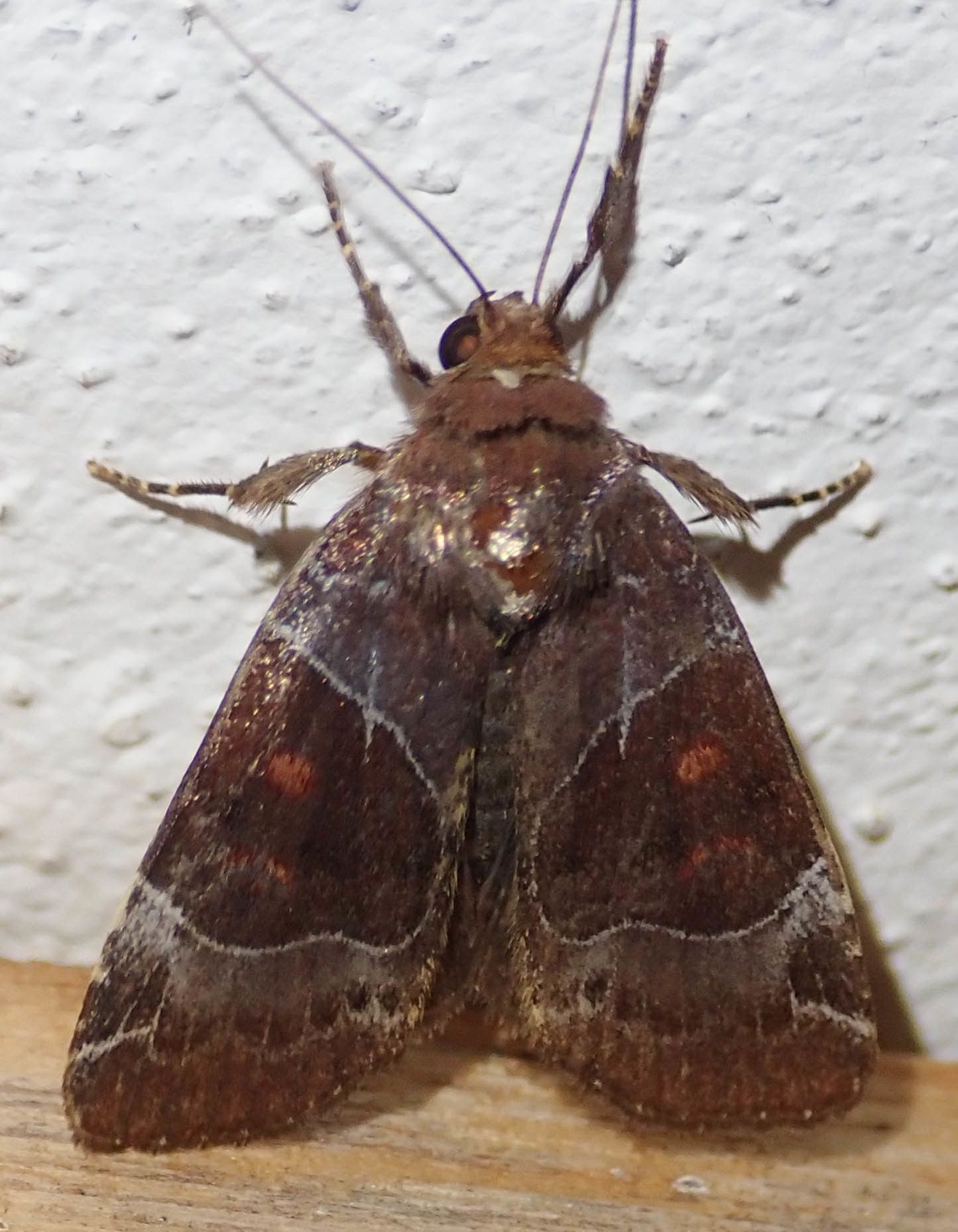 Hampsonodes mastoides