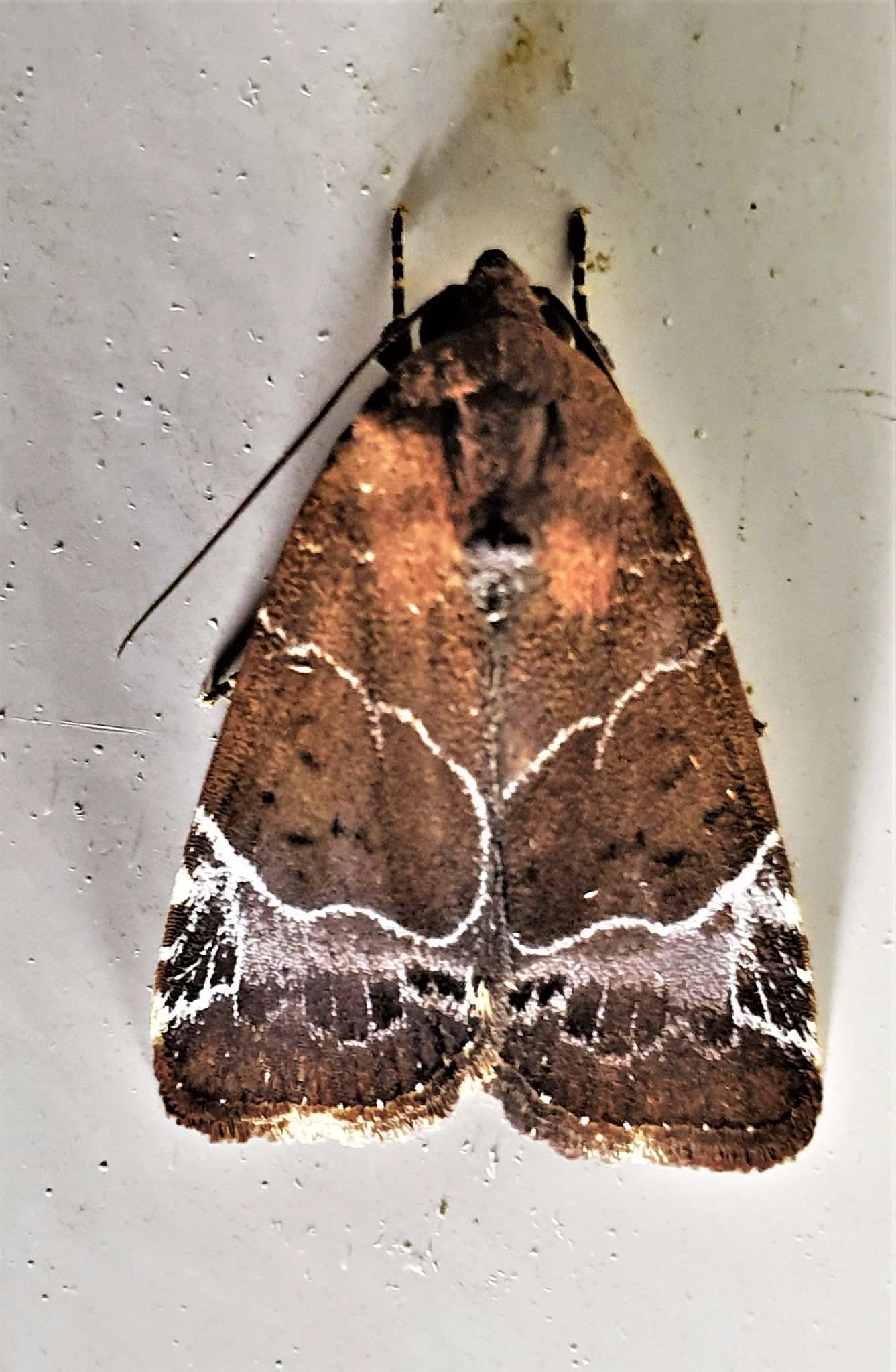 Hampsonodes mastoides