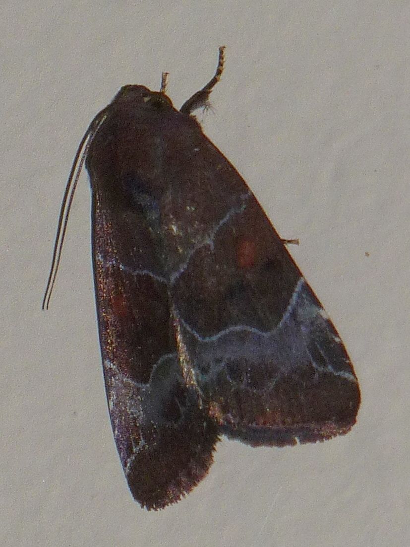 Hampsonodes mastoides
